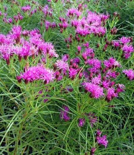 Vernonia_lettermannii_IB.jpg