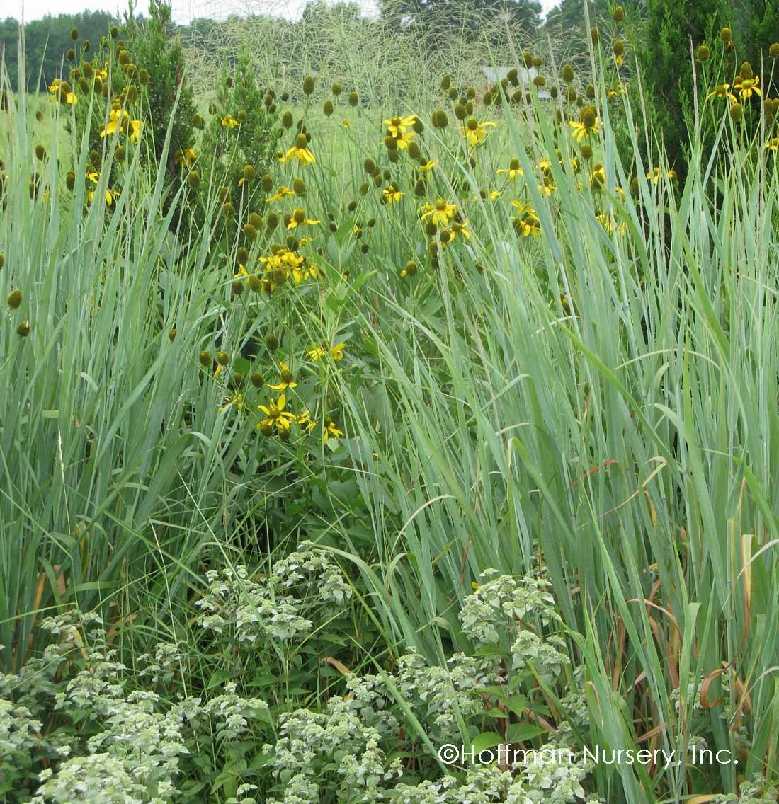 Panicum_virgatum_Dallas_Blues_hoffman_nursery.jpg