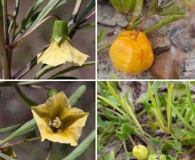 Coastal Ground Cherry (Physalis angustifolia): 4.25" pot