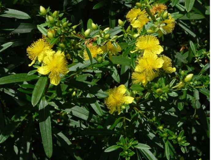 Shrub: Bushy St. John's Wort (Hypericum prolificum): 3.5" pot