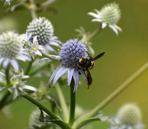 Eryngium_integrifolium_Carpenter-mimic_leafcutter_bee.jpg