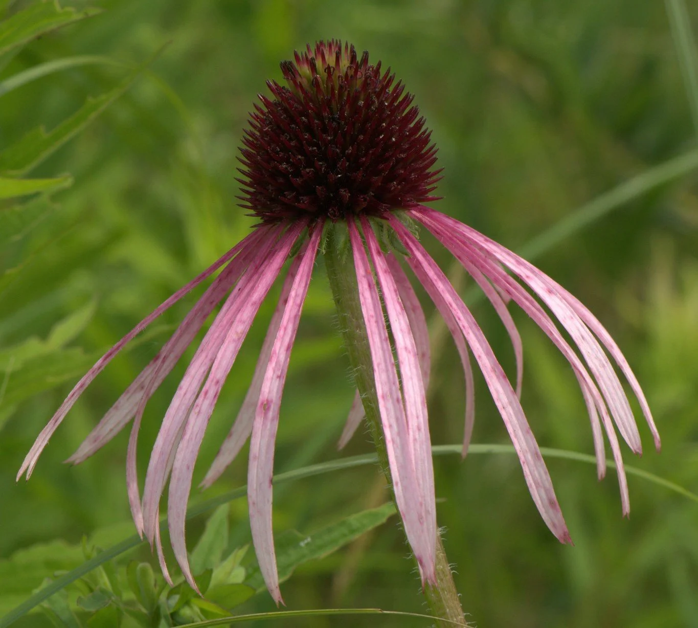 Echinacea_pallida2.jpg (Copy)