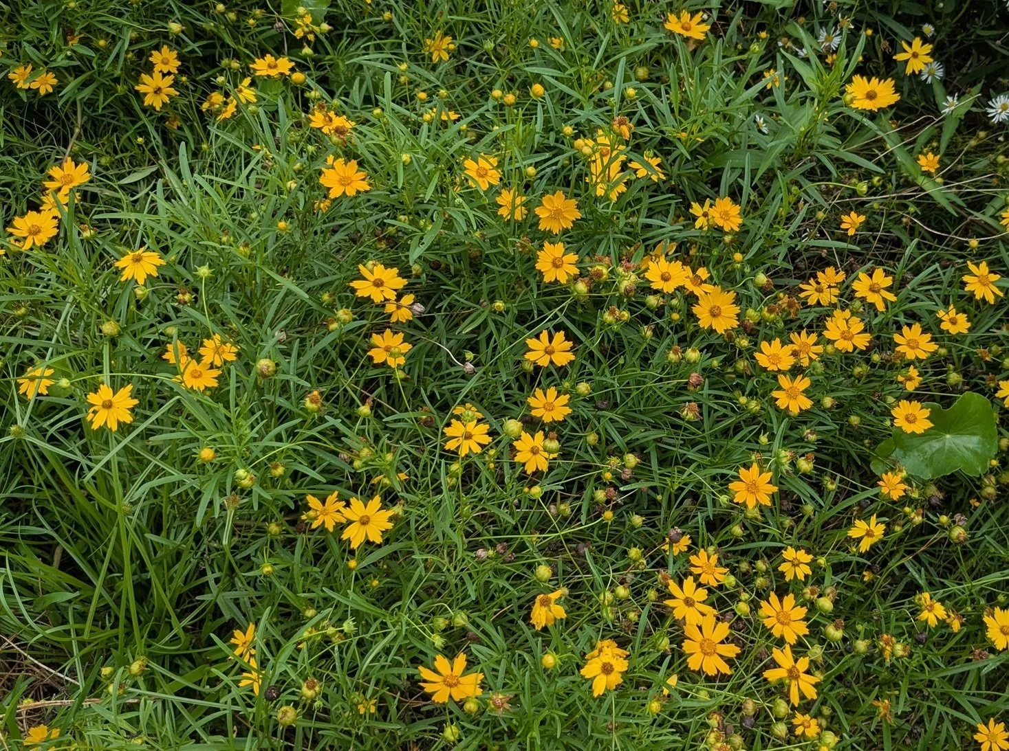 Coreopsis: Large-flowered (Coreopsis grandiflora): plug