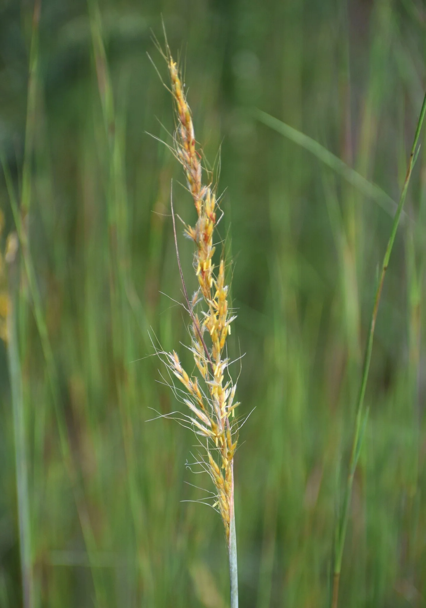 Sorghastrum_nutans_spj.jpg