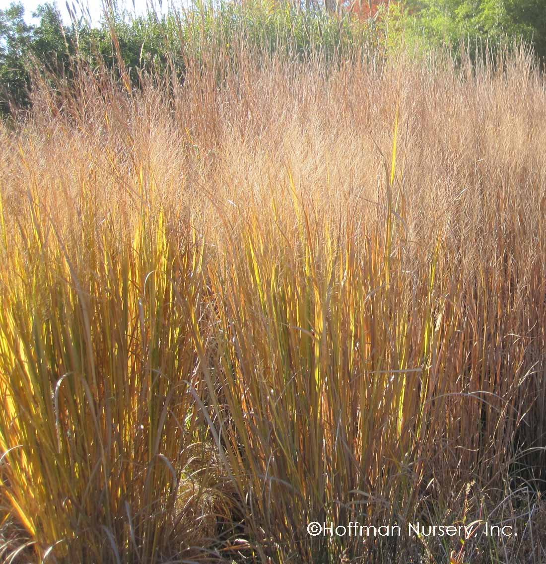 Panicum_Northwind_winter_Hoffman.jpg
