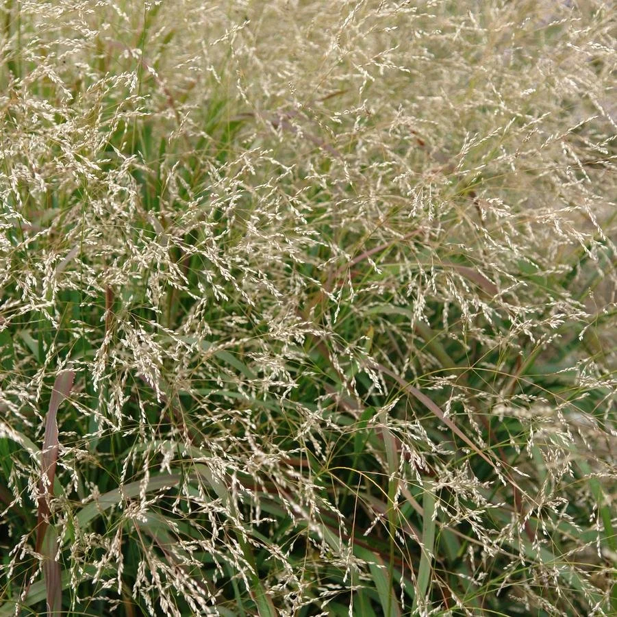 Panicum_virgatum_Cape_Breeze.jpg
