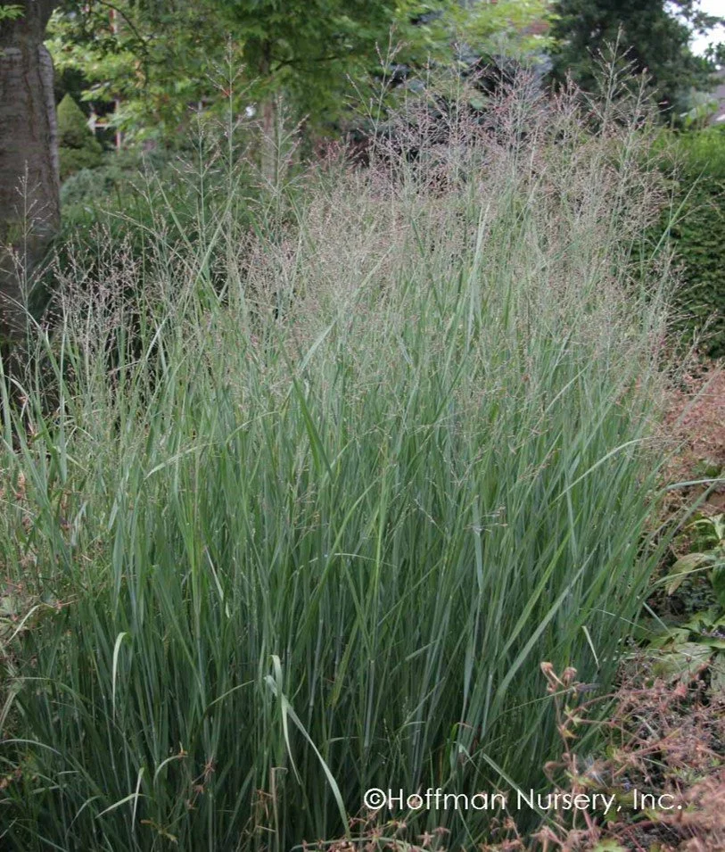 Panicum_virgatum_HeavyMetal.jpg
