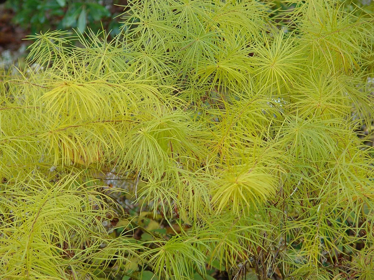 Amsonia-hubrichtii_fall_foliage_MtCubaCenter.jpg