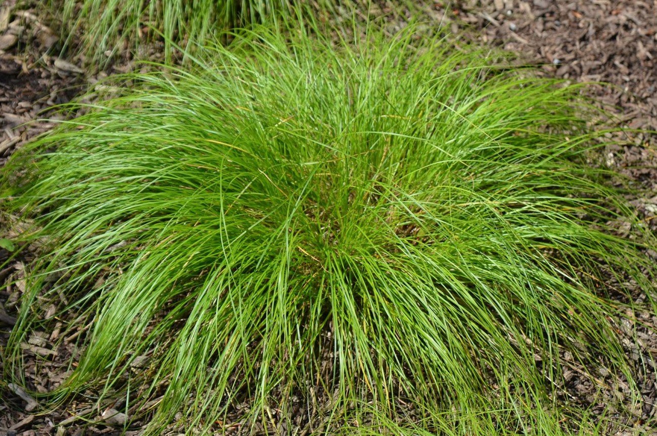 Sedge: White-tinged (Carex albicans): 3.5" pot