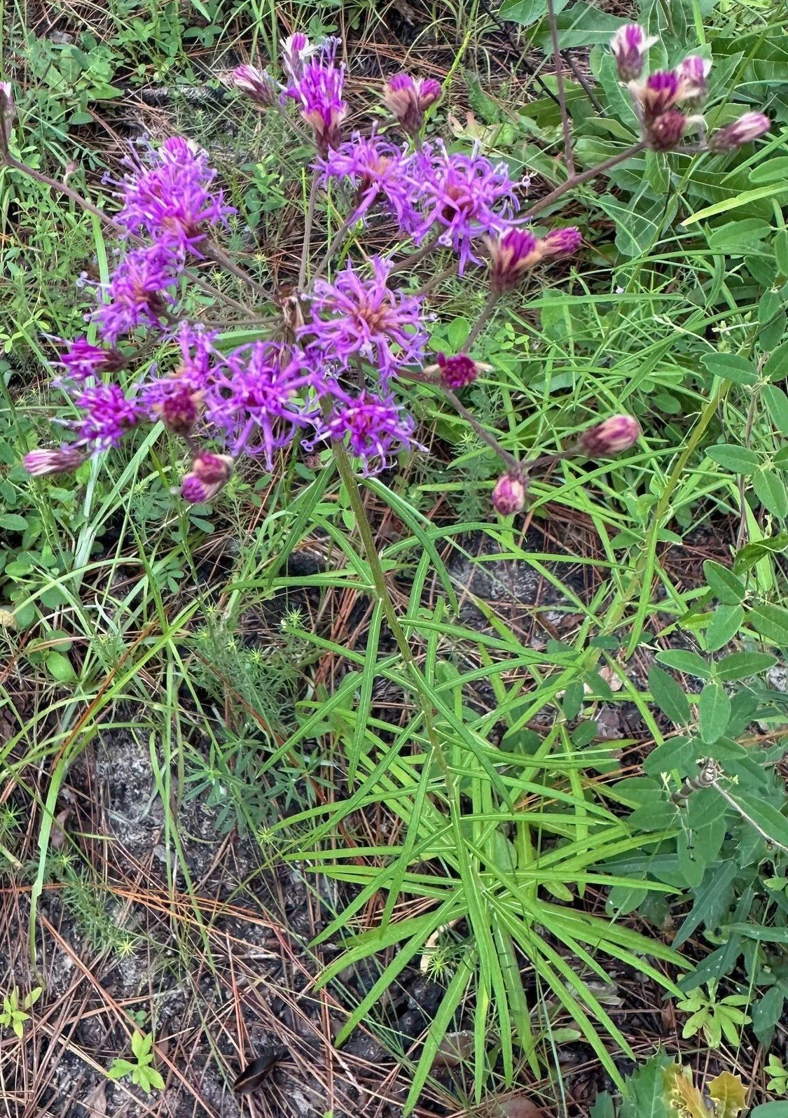 Vernonia_angustifolia_iNat_janetwright.jpg