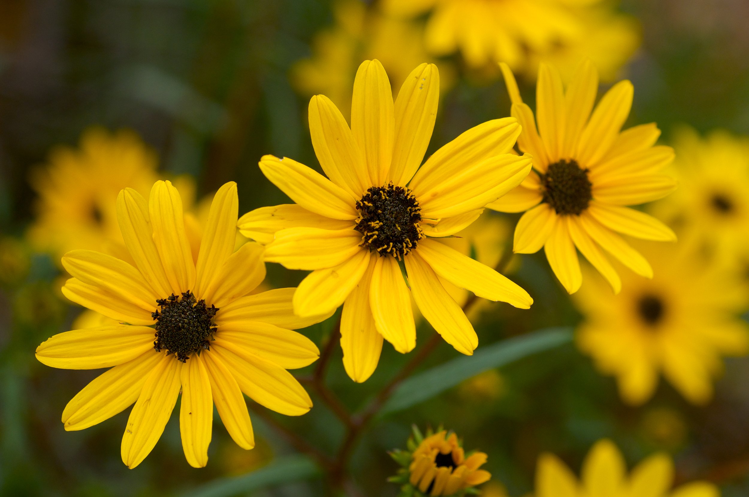 Helianthus_angustifolius_EricHunt.jpg