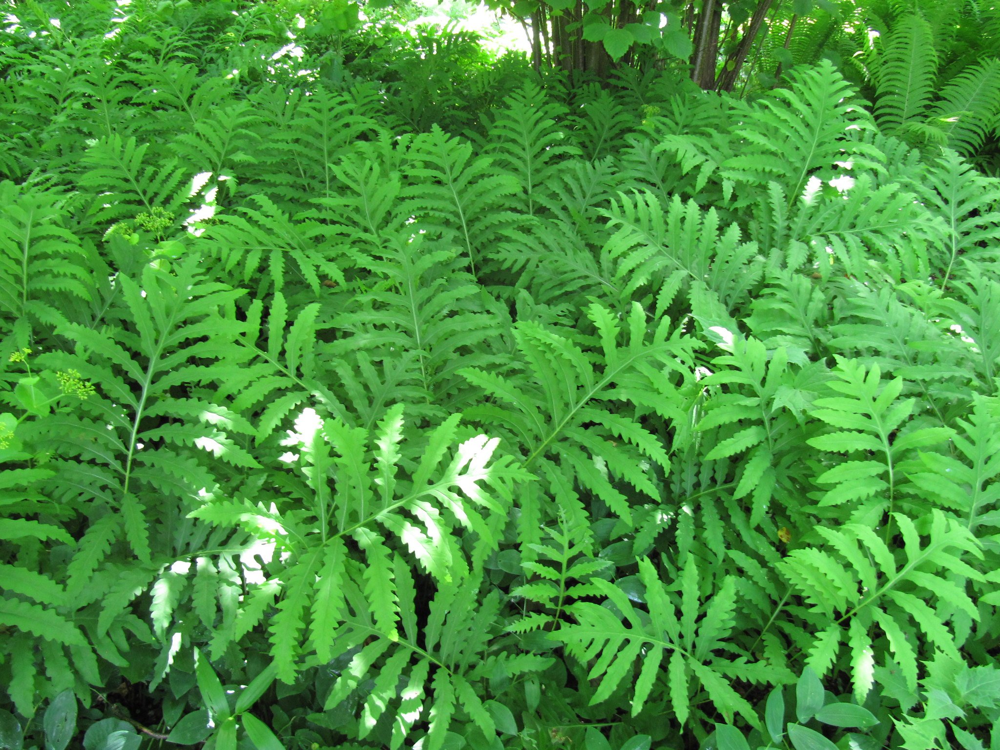 Onoclea_sensibilis_cc.jpg