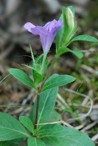 Ruellia_humilis.jpg