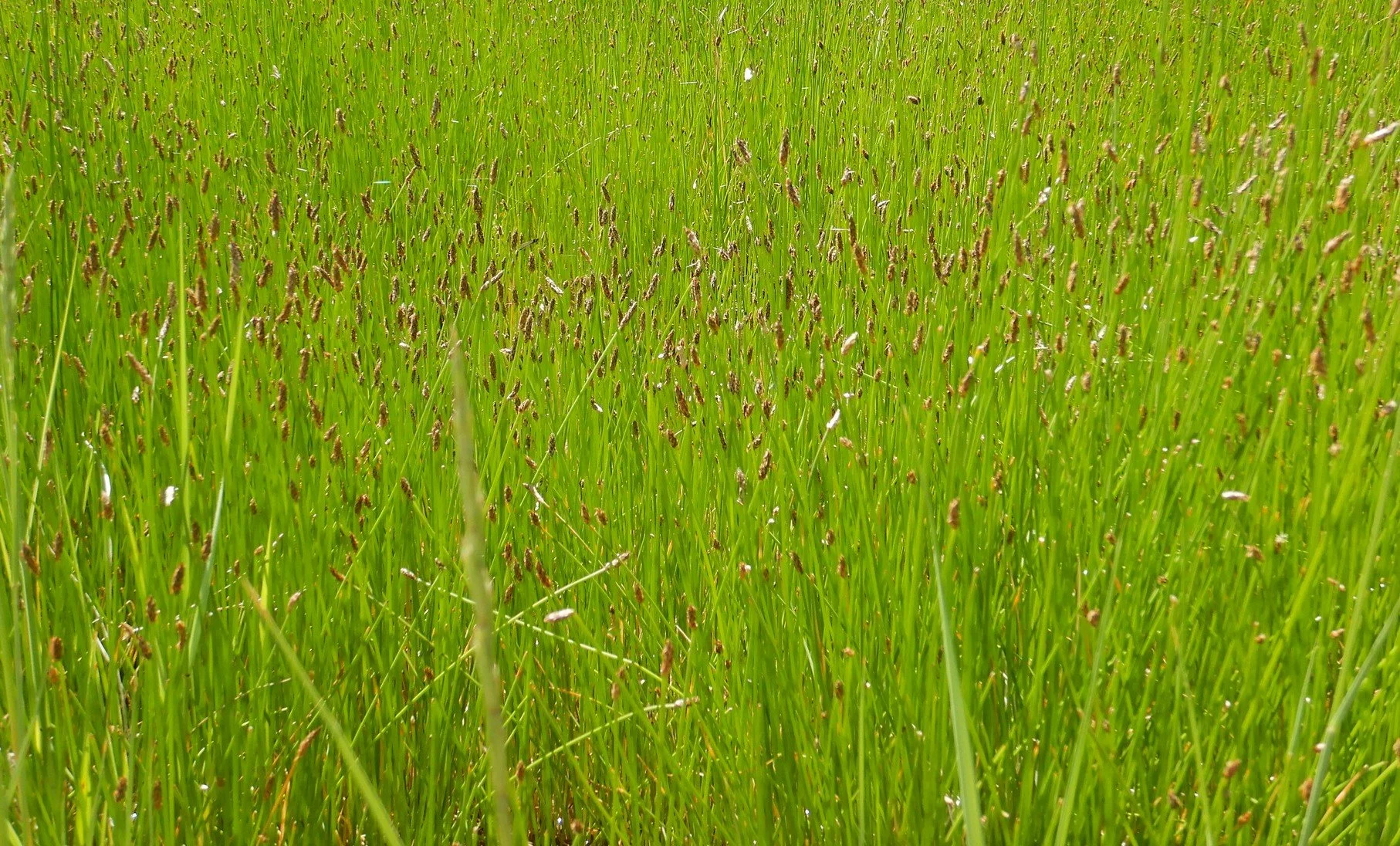 Eleocharis_palustris_cc.jpg