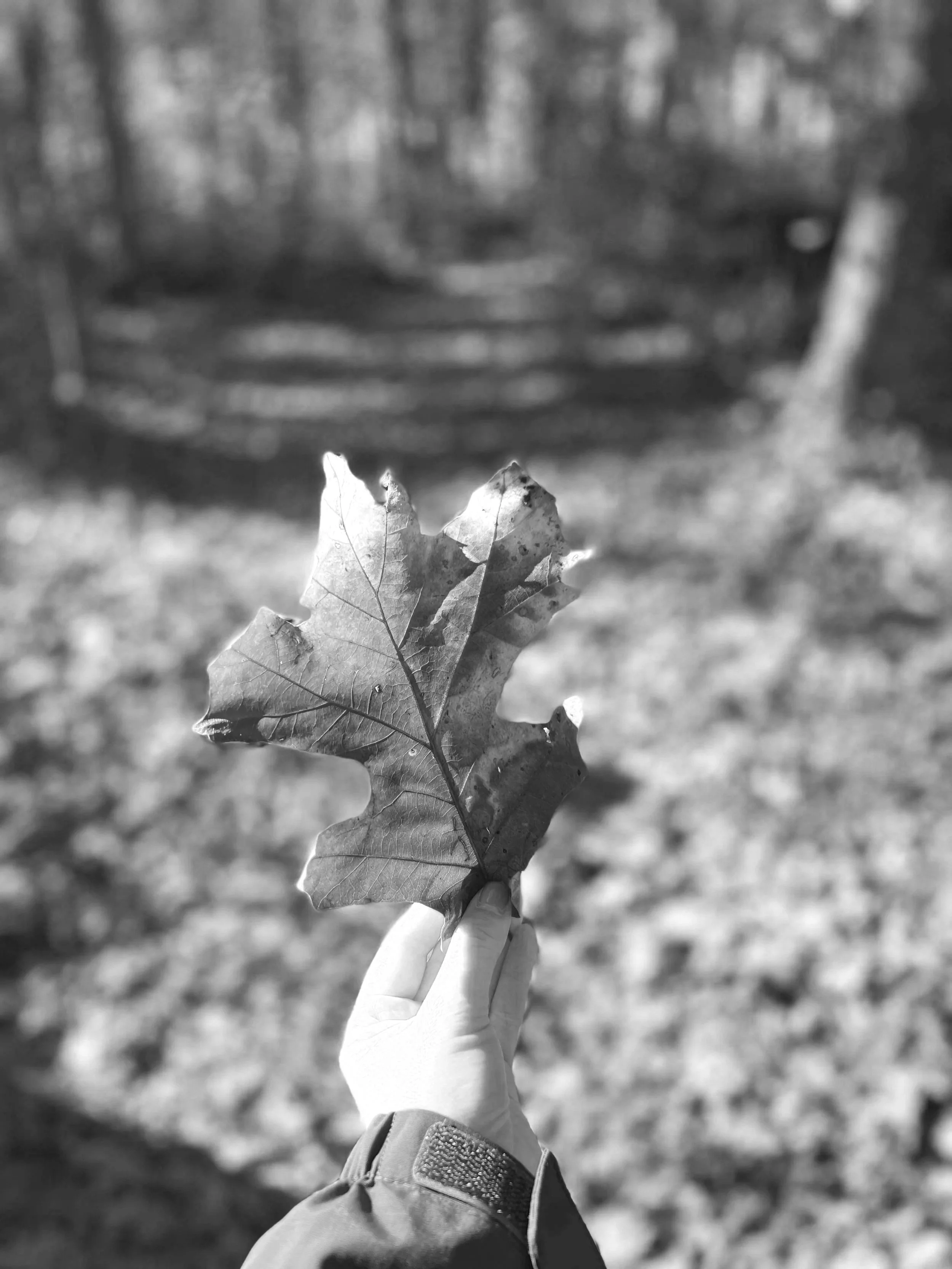 LESSONS FROM NATURE FOR WEBSITE DESIGN