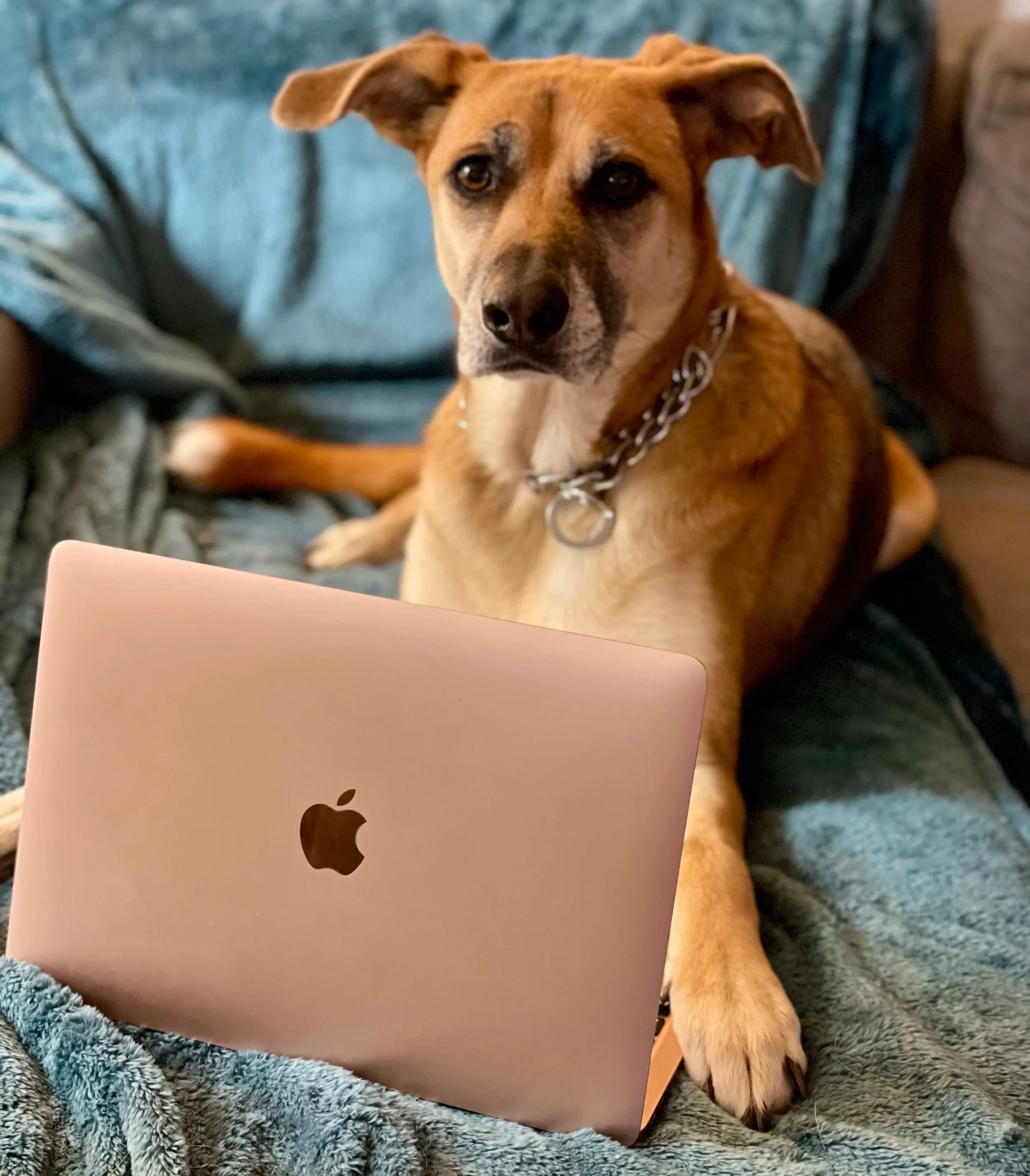Aspen the dog sits behind a laptop