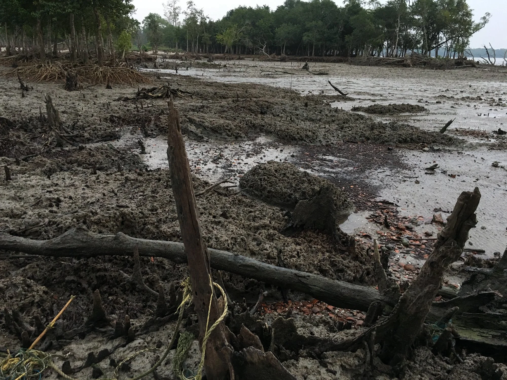 LN-Sundarbans-11.jpg