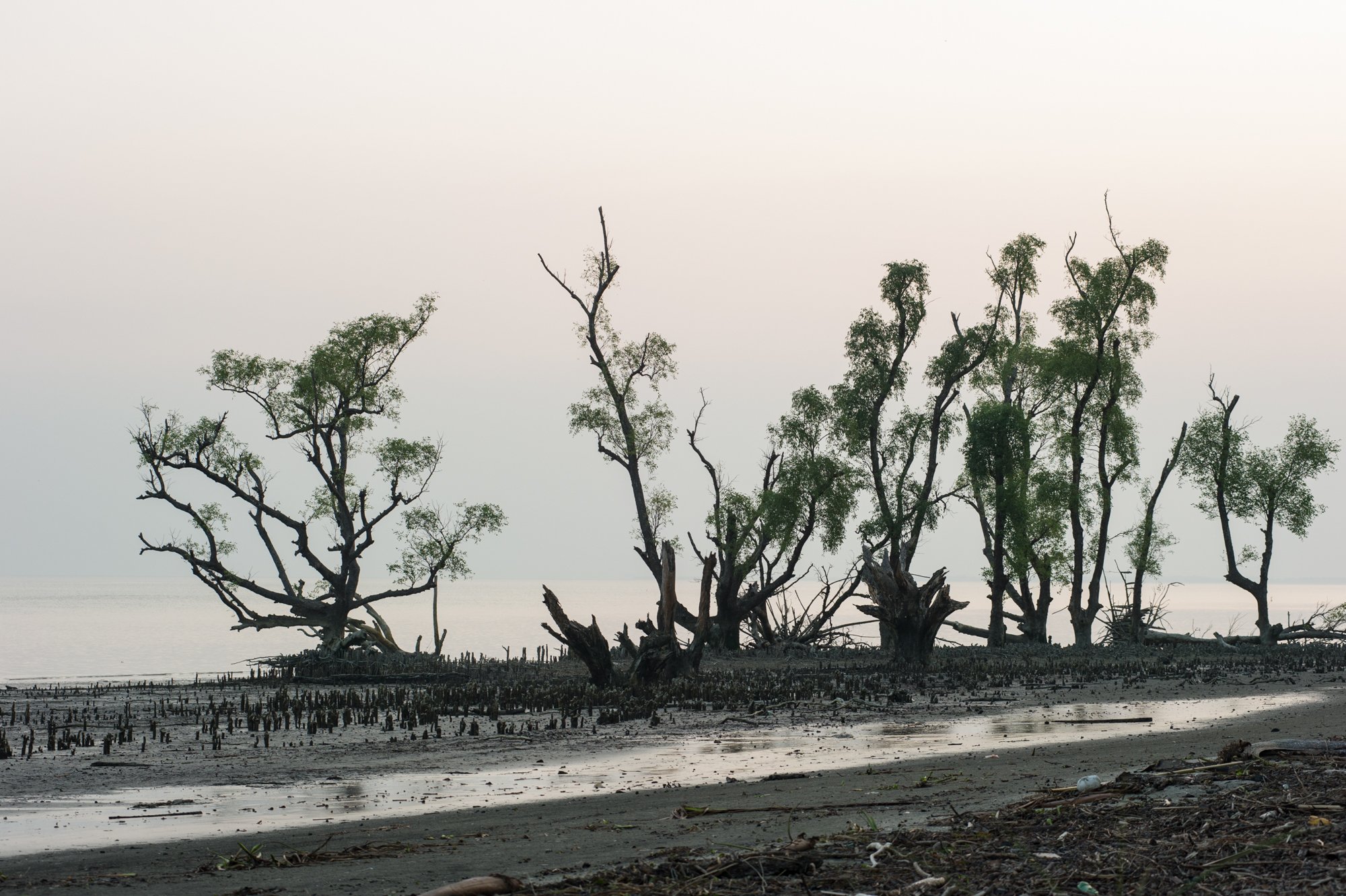 LN-Sundarbans-4.jpg