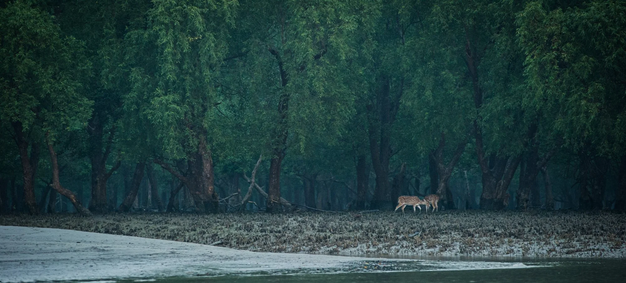 LN-Sundarbans-16.jpg