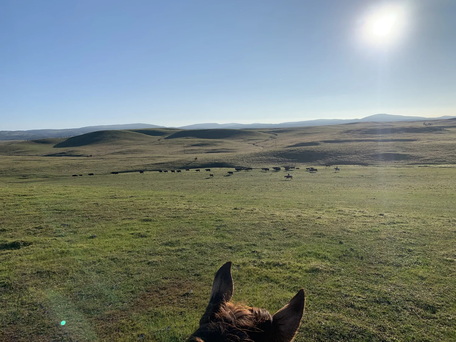 Ardis Cattle Co. | High Quality | Locally Raised Beef | Oakdale, California