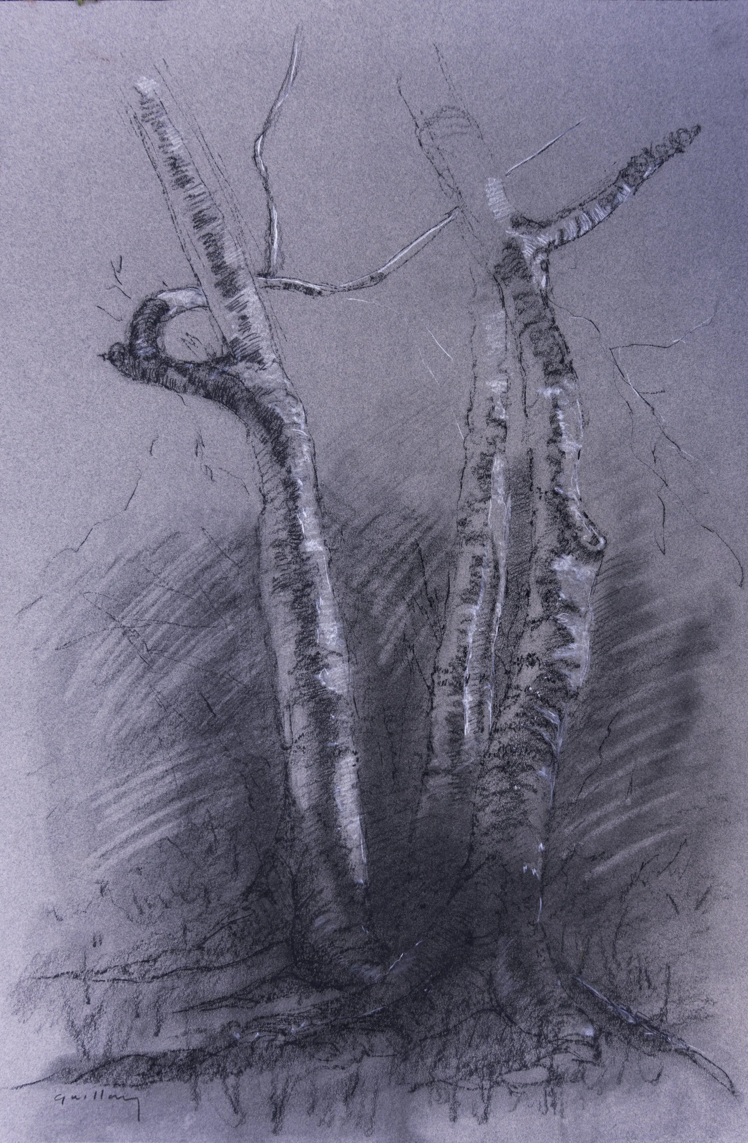 Hackberry Trees, charcoal, 13 x 20 inches