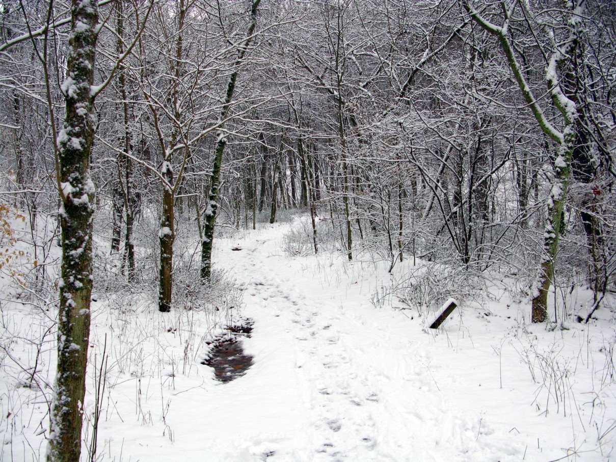 Winter-trail-snow-forest_-_West_Virginia_-_ForestWander.jpg