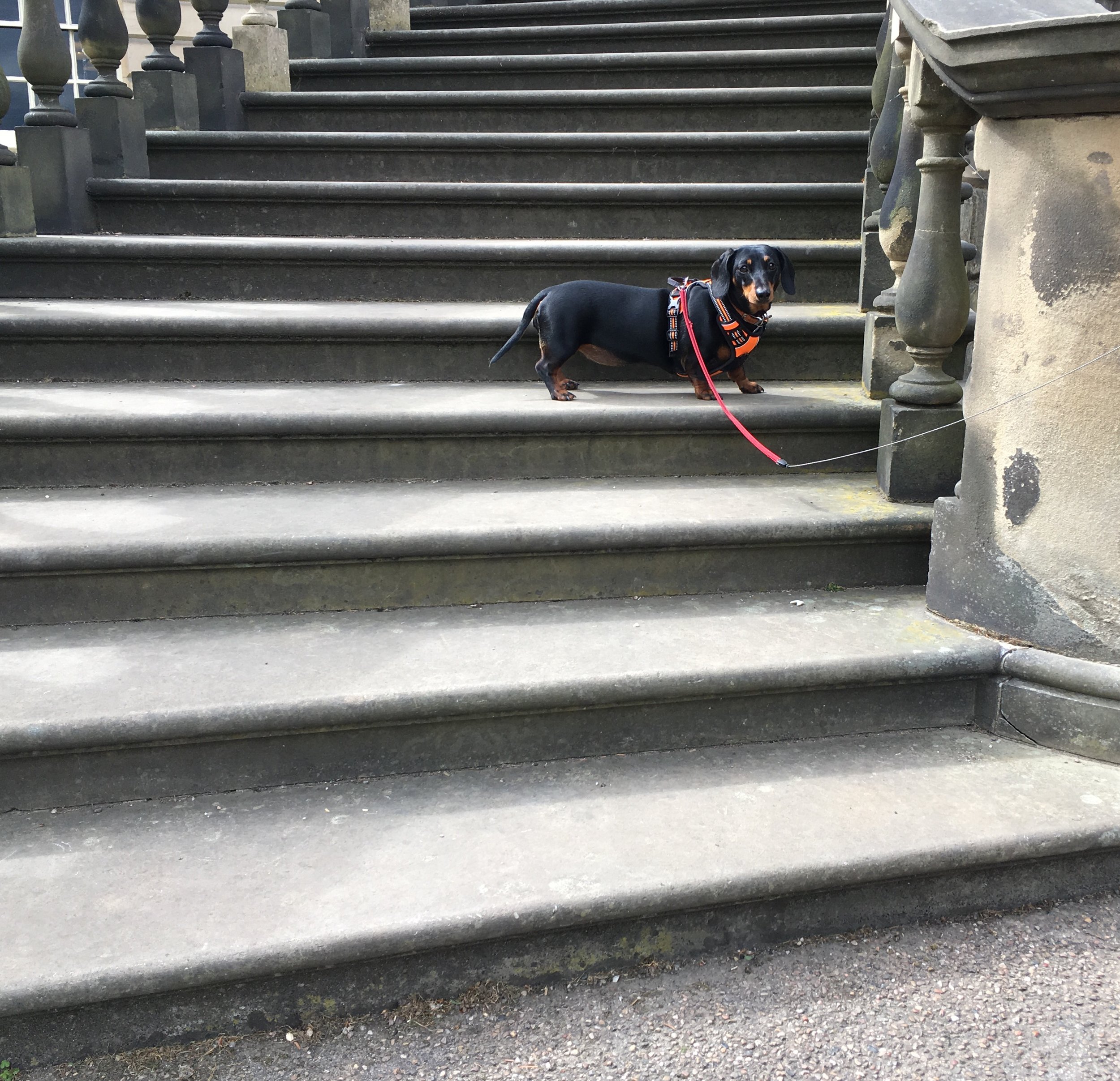 Nostell Betty on stairs.jpeg