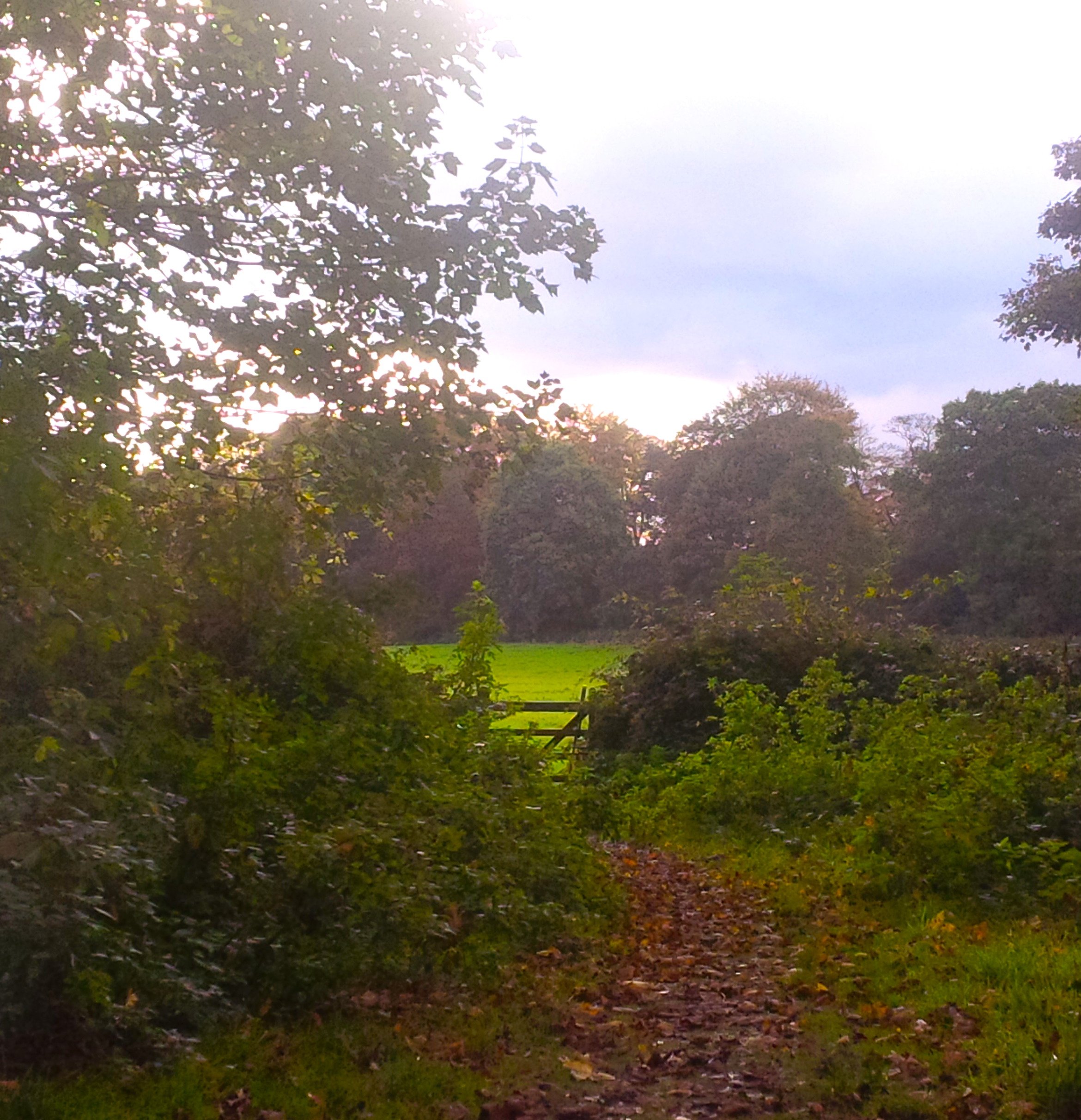 Nostell wood.jpeg