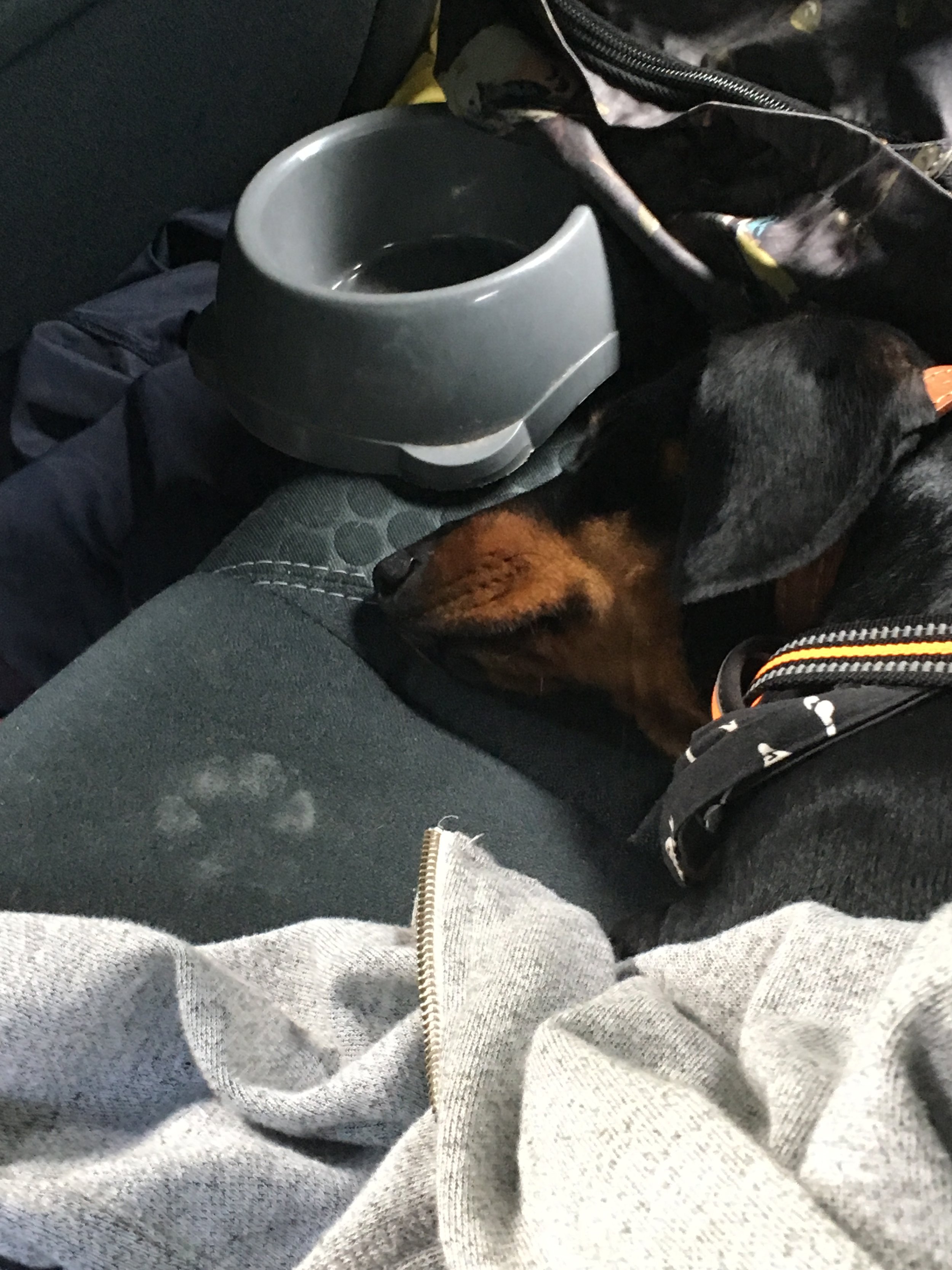 Betty Sleeping.jpeg