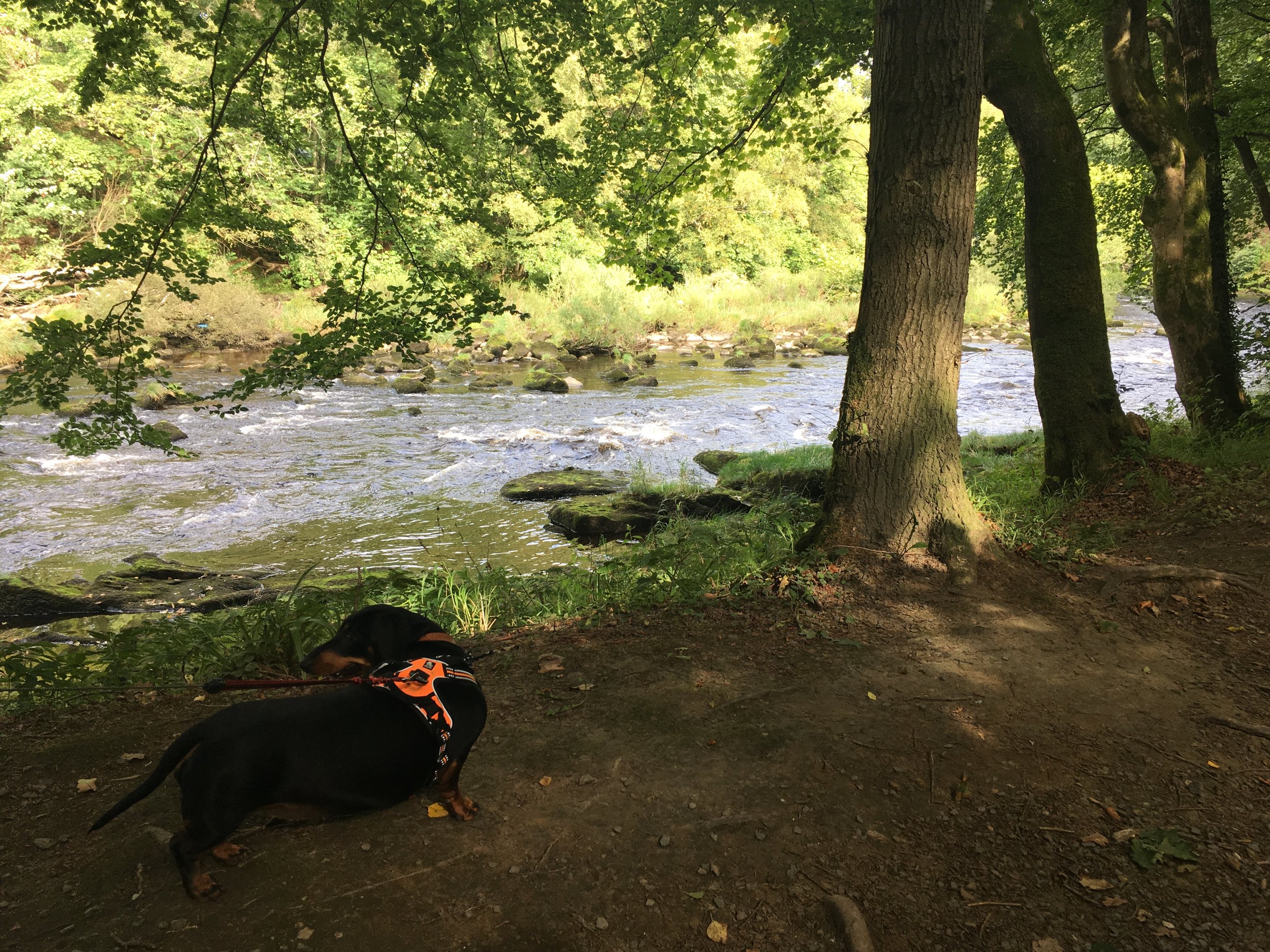 Betty at river side.jpeg