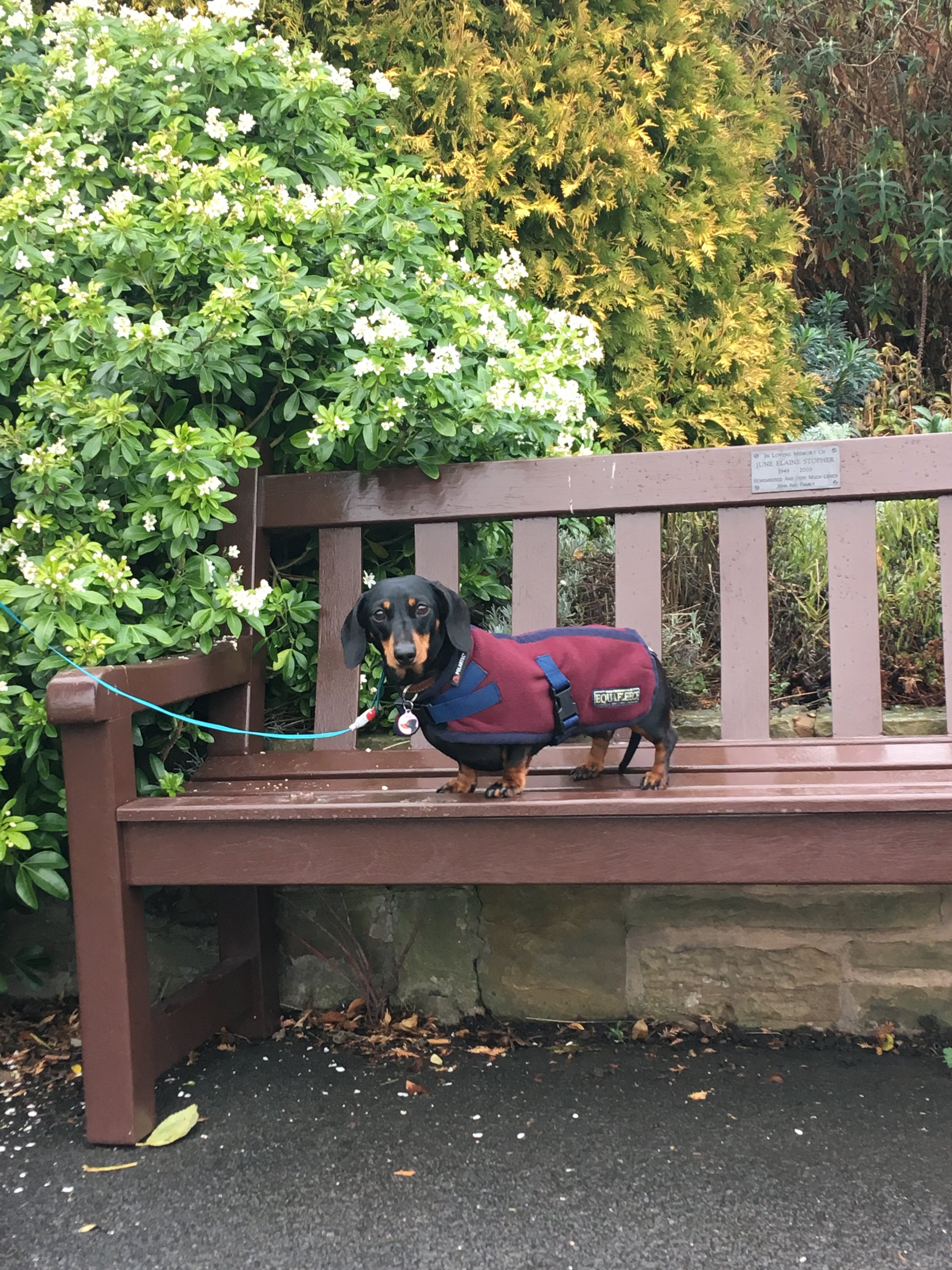 Betty on a bench.jpeg
