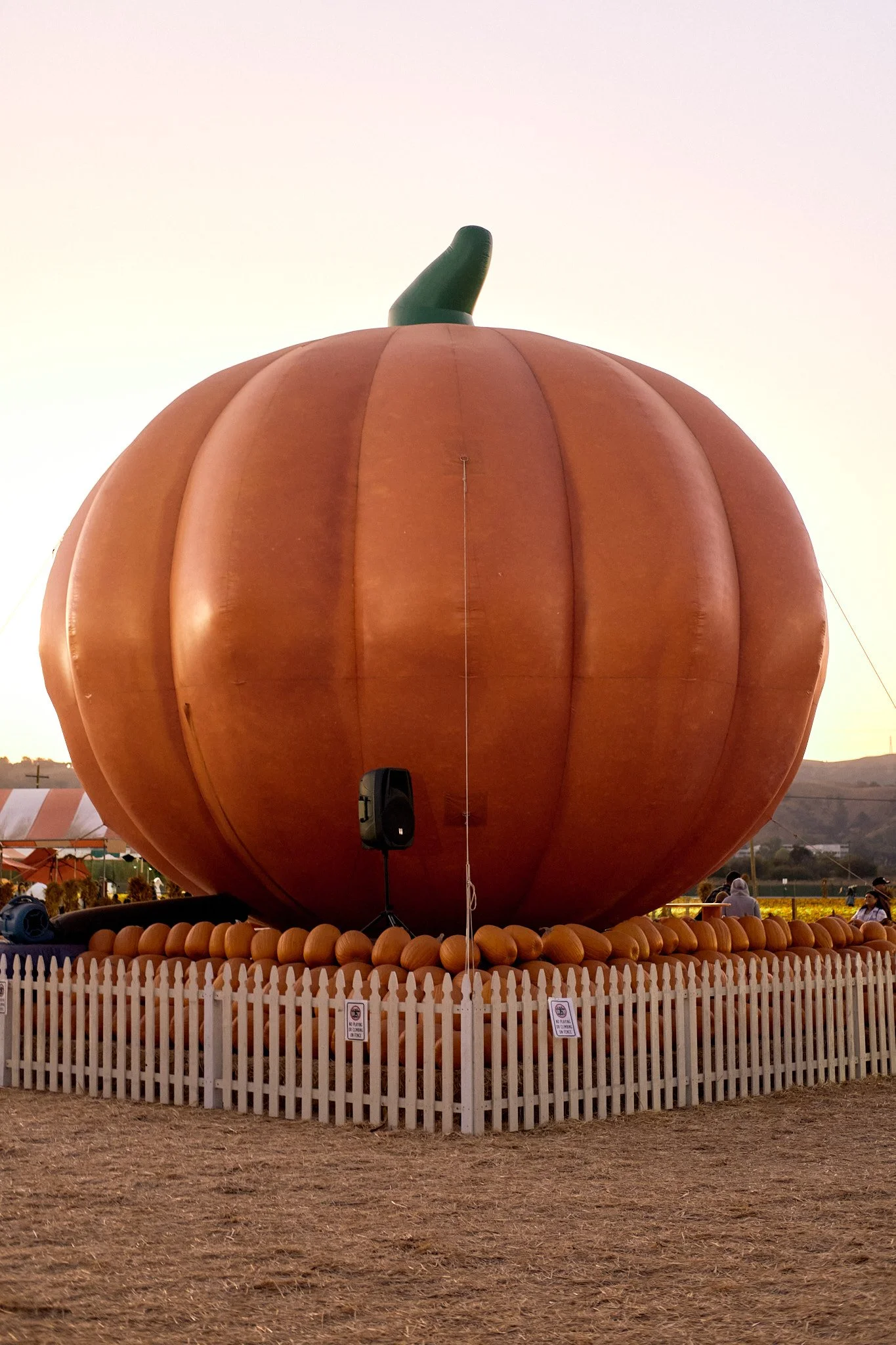 20221013_PUMPKIN_PATCH_0940.jpg