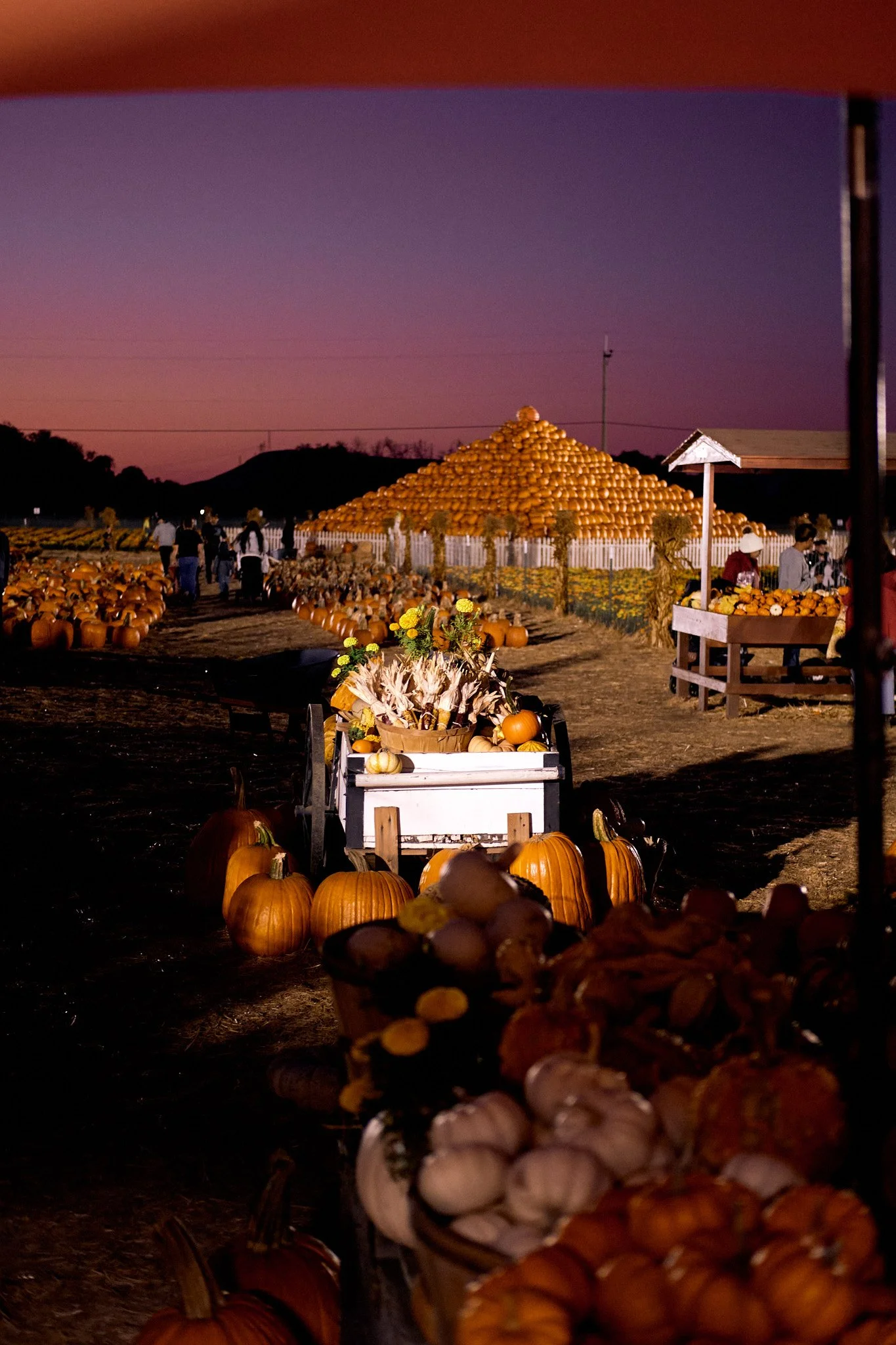 20221013_PUMPKIN_PATCH_0977.jpg