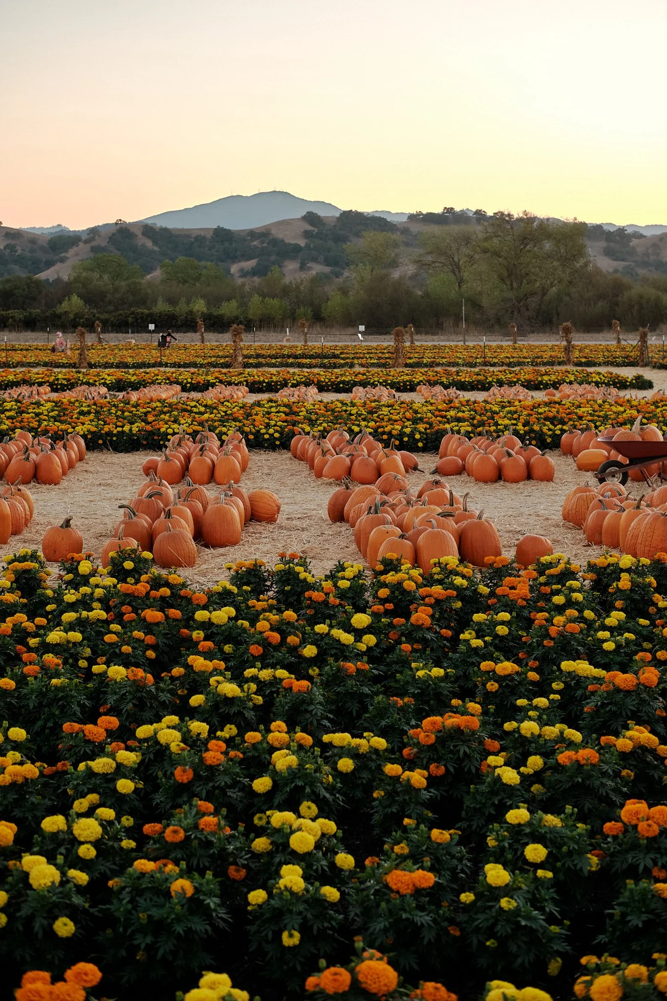 20221013_PUMPKIN_PATCH_0891.jpg