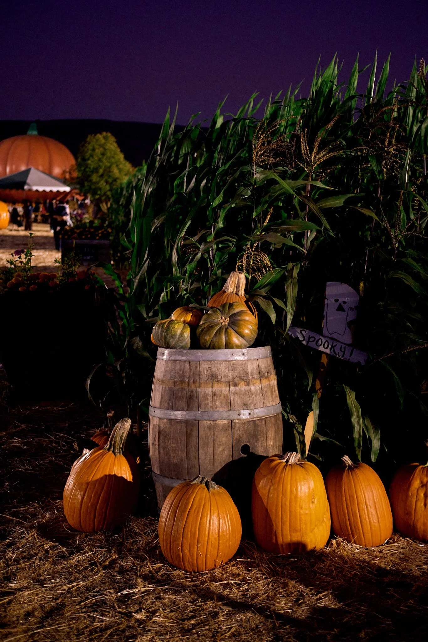 20221013_PUMPKIN_PATCH_0973.jpg