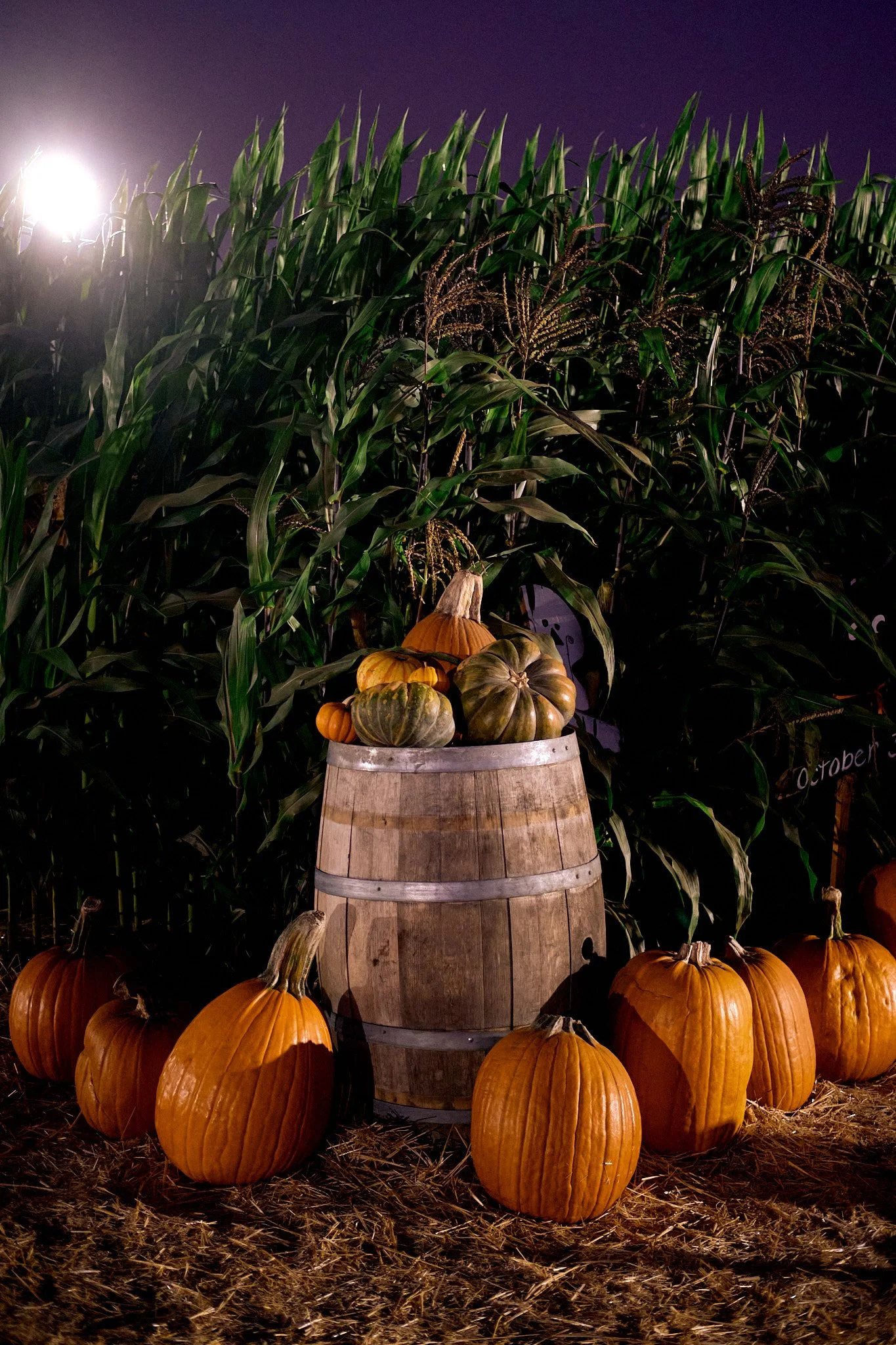 20221013_PUMPKIN_PATCH_0975.jpg