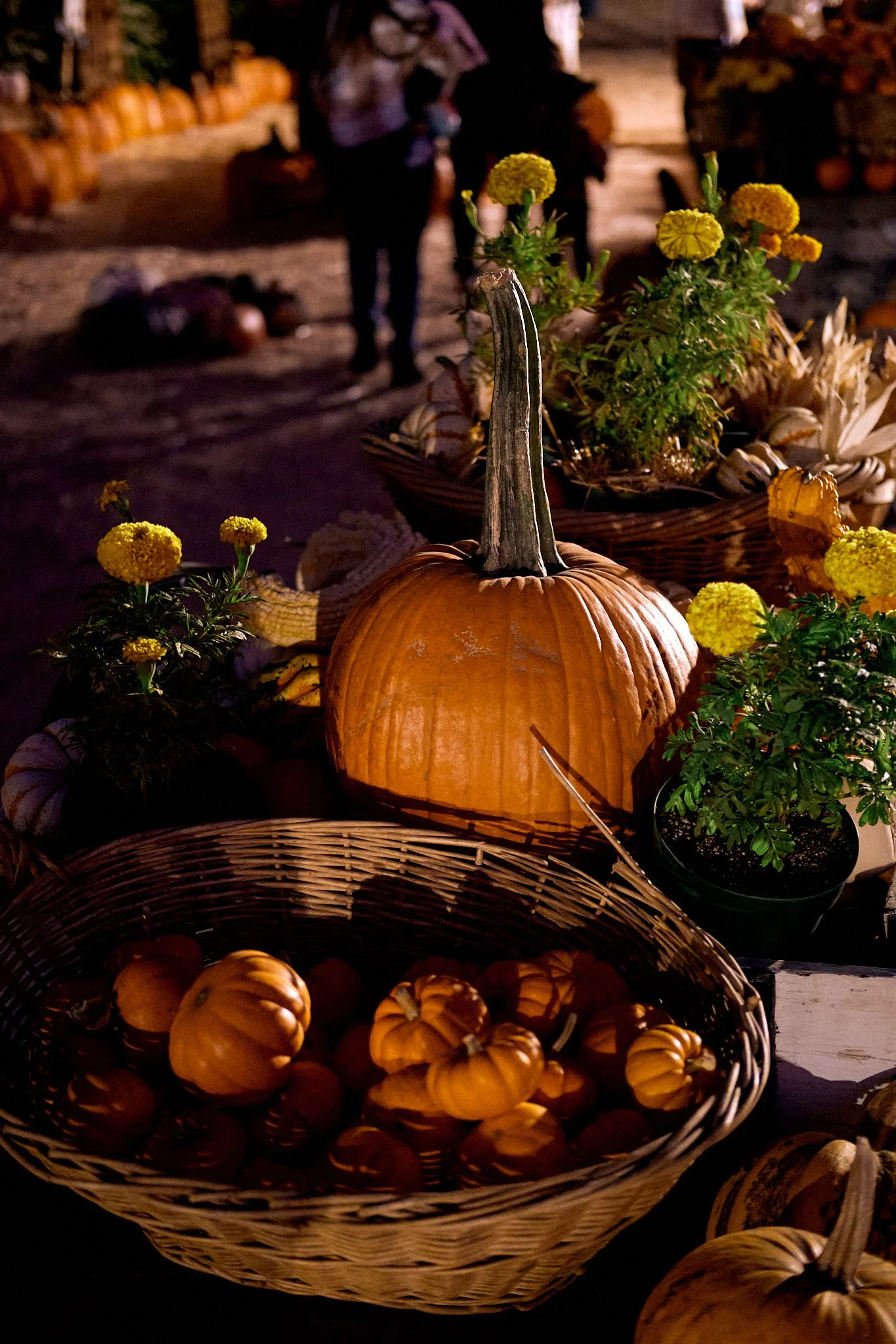 20221013_PUMPKIN_PATCH_0970.jpg