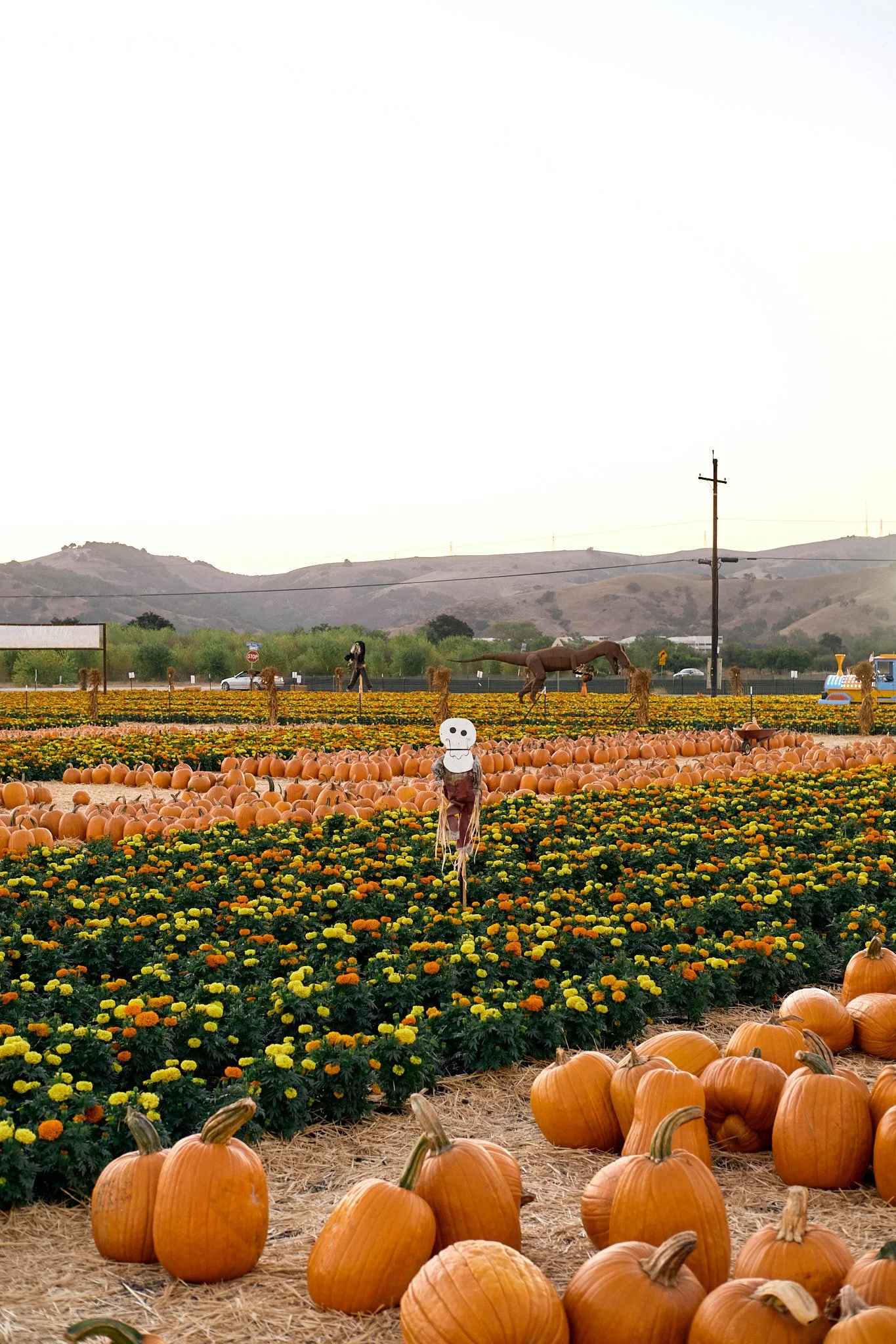 20221013_PUMPKIN_PATCH_0937.jpg