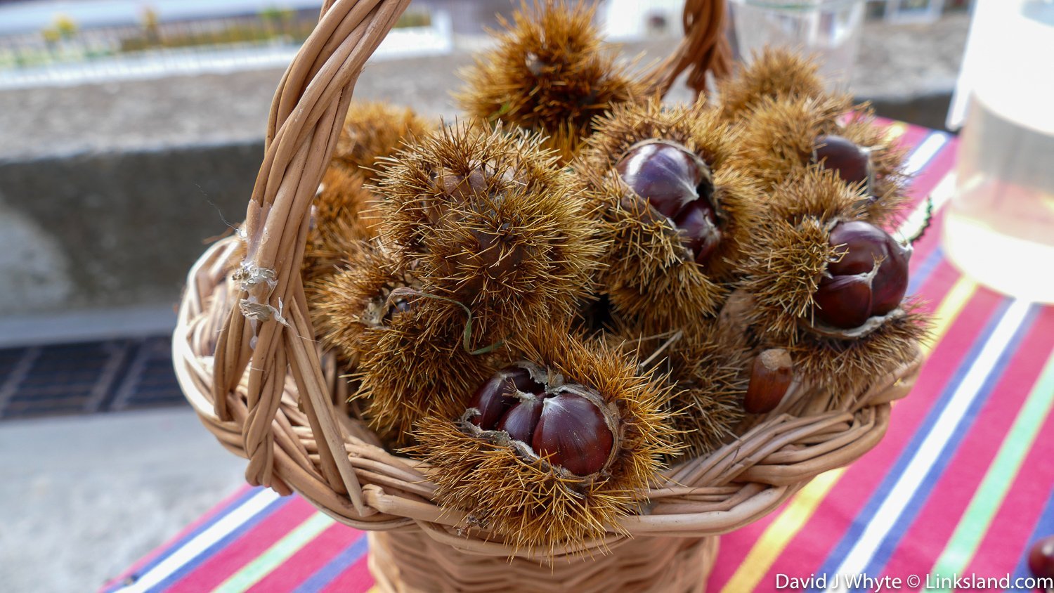 Curral das Freiras, (Nun's Valley), Chestnut Harvest, Madeira © David J Whyte @ linksland.com (1 of 1)-18.jpg