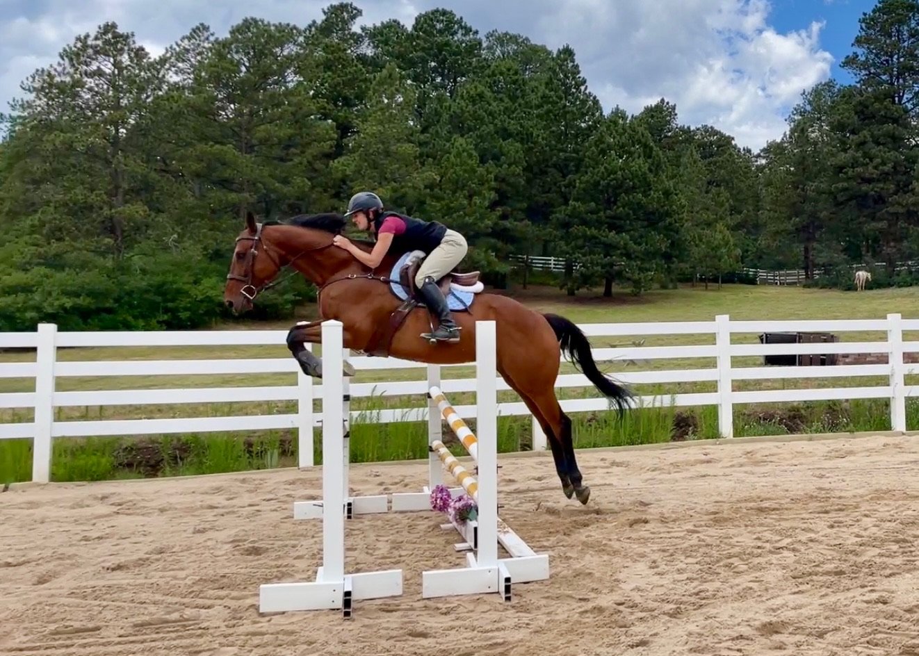 Livin’ On Prayer, a 9 year-old off-the-track thoroughbred (OTTB), is well on his way to becoming a jumper. He was rehomed in 2022 and is now owned and trained by Liesl Ross, one of our trainers. Look for him in the show ring soon!