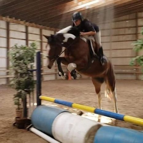 Novy Zacatek aka Novy, translation; New Beginning, is a true Cinderella Story. This special Czech Warmblood mare is one of our pride and joy cases. From an illegal import from Czechoslovakia, surrendered due with some feet and body soreness issues, t