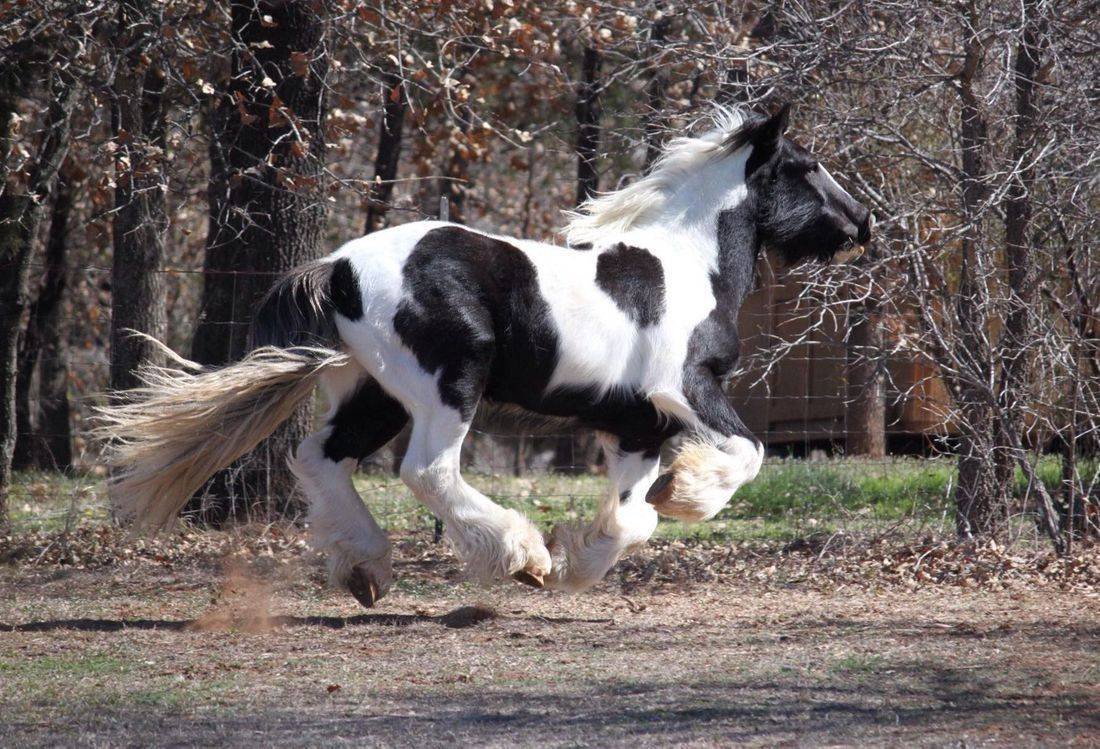 A Wish is Granted. Spirit was surrendered here late 2018 due to his previous owner being stricken with cancer and unable to provide the care and training that this big, beautiful boy so desperately needed. He was started under saddle and his socializ
