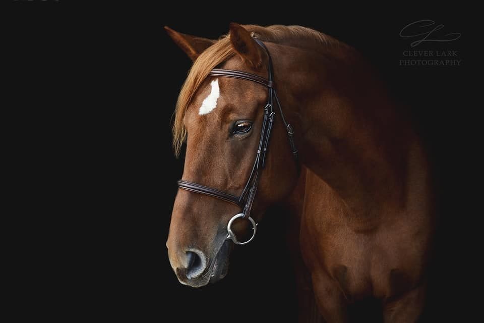 India aka Ellie - This big and BEAUTIFUL TB/Draft cross mare was surrendered due to intermittent lameness. We made some shoeing adjustments and treated her with PEMF therapy 3 days weekly. She came sound and never looked back. She even got back to ju
