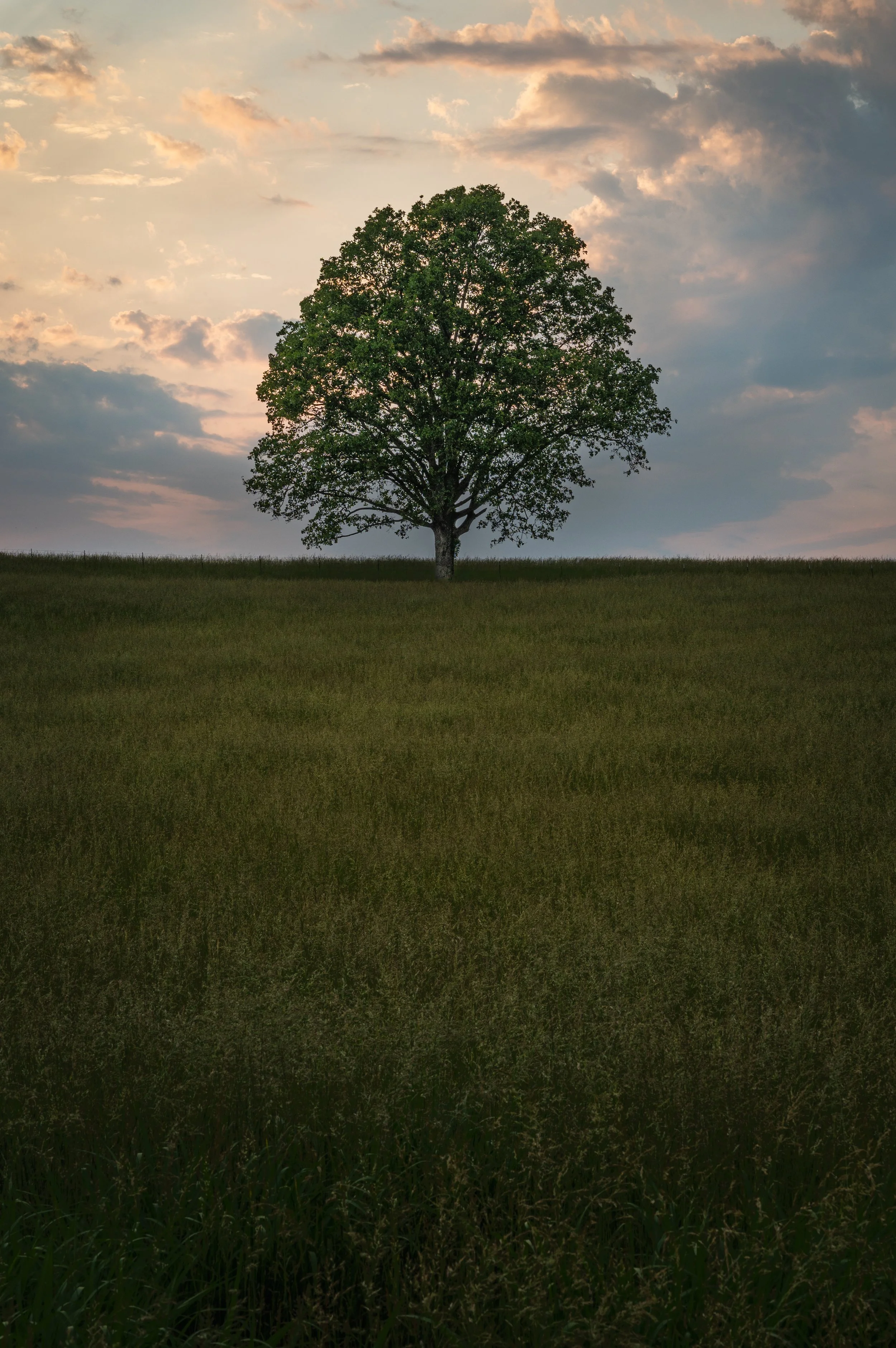 tree test3 (1 of 1).jpg