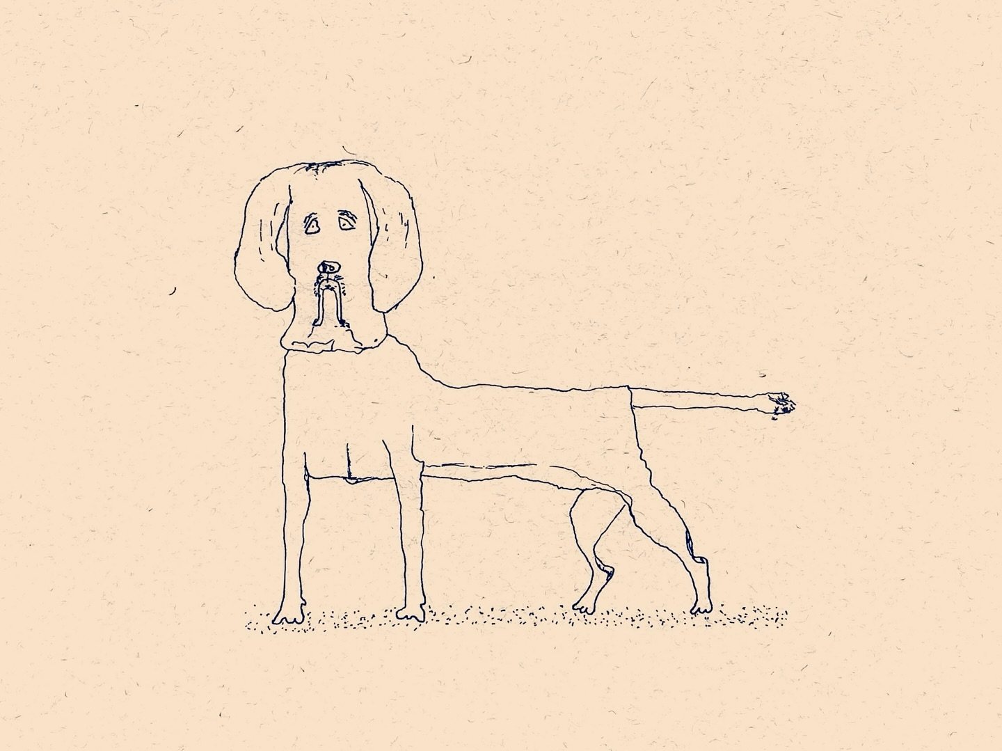 668 | Bracco Italiano