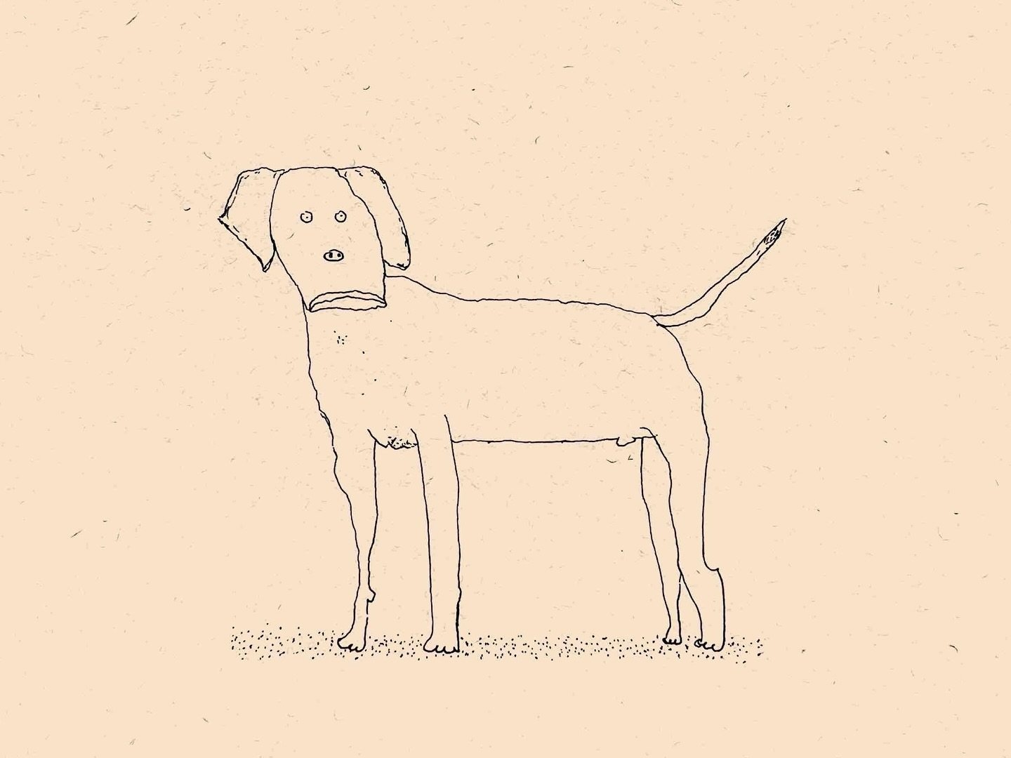 685 | Catahoula Leopard Dog