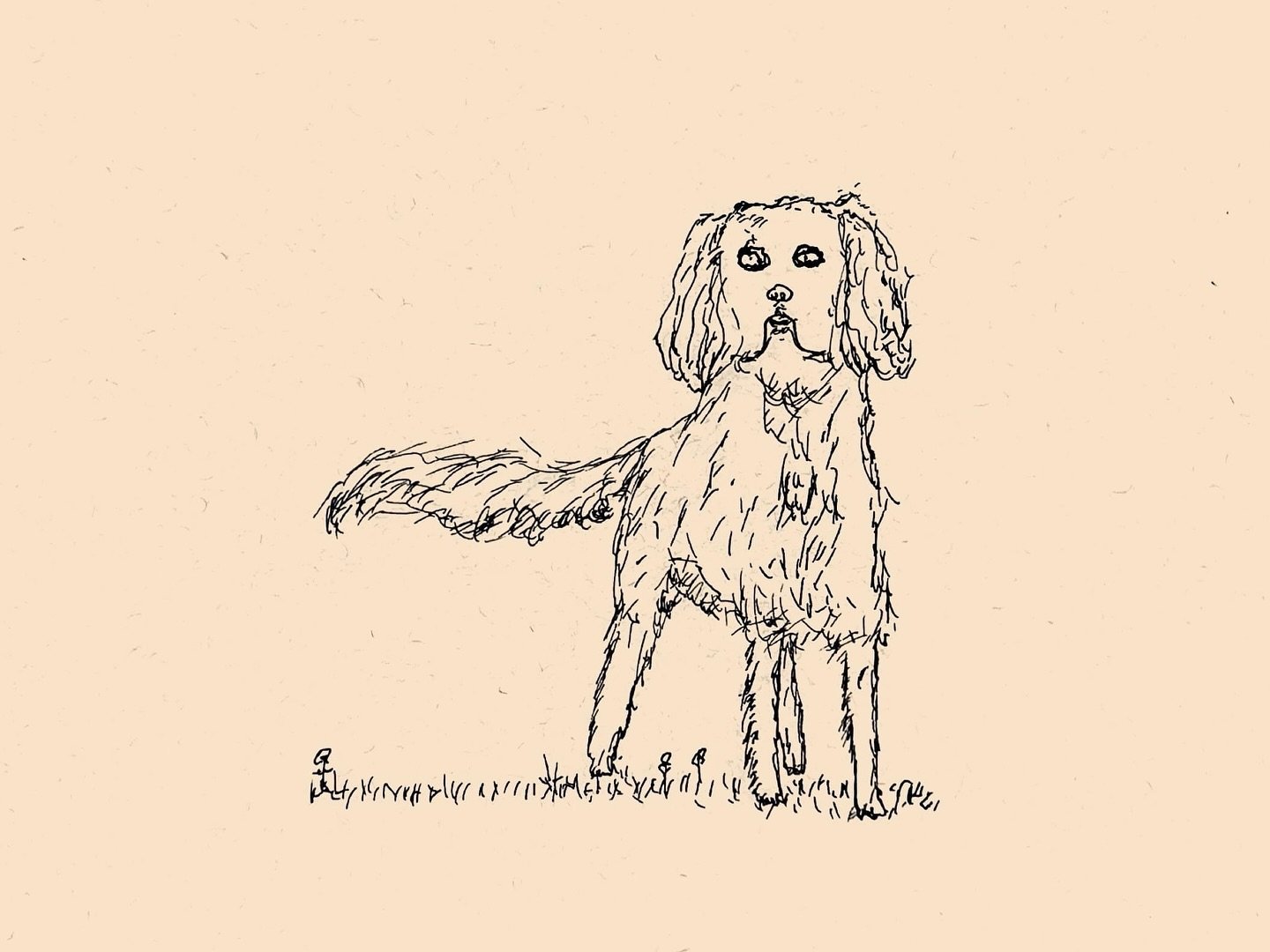 687 | Cavalier King Charles Spaniel