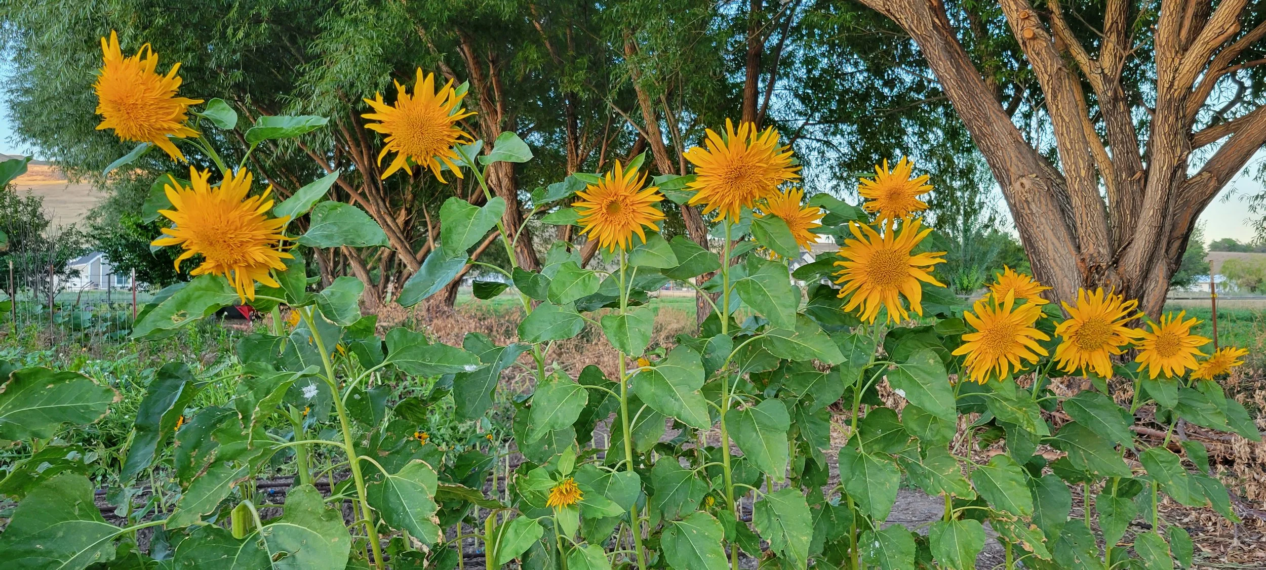 Sunflowers growing in a garden with large green leaves and a background of trees and a clear sky.