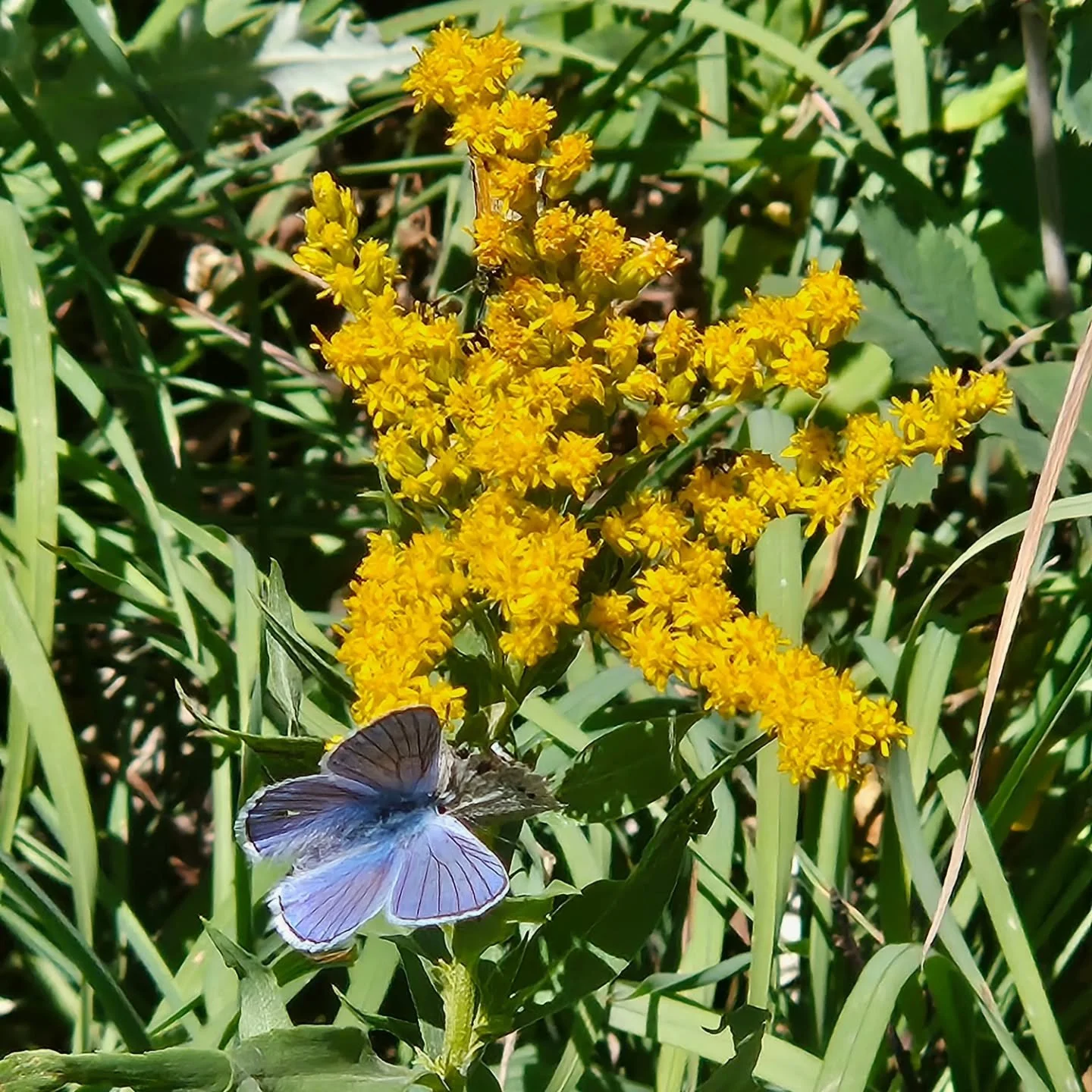 You might be a flower farmer/florist if you see wildflowers in the mountains and get excited that they are at the perfect cutting stage! 
(This one happened to have a cute little blue butterfly on it.  Swoon!)

#wildflowerbokays
#wildflowers #utahflo