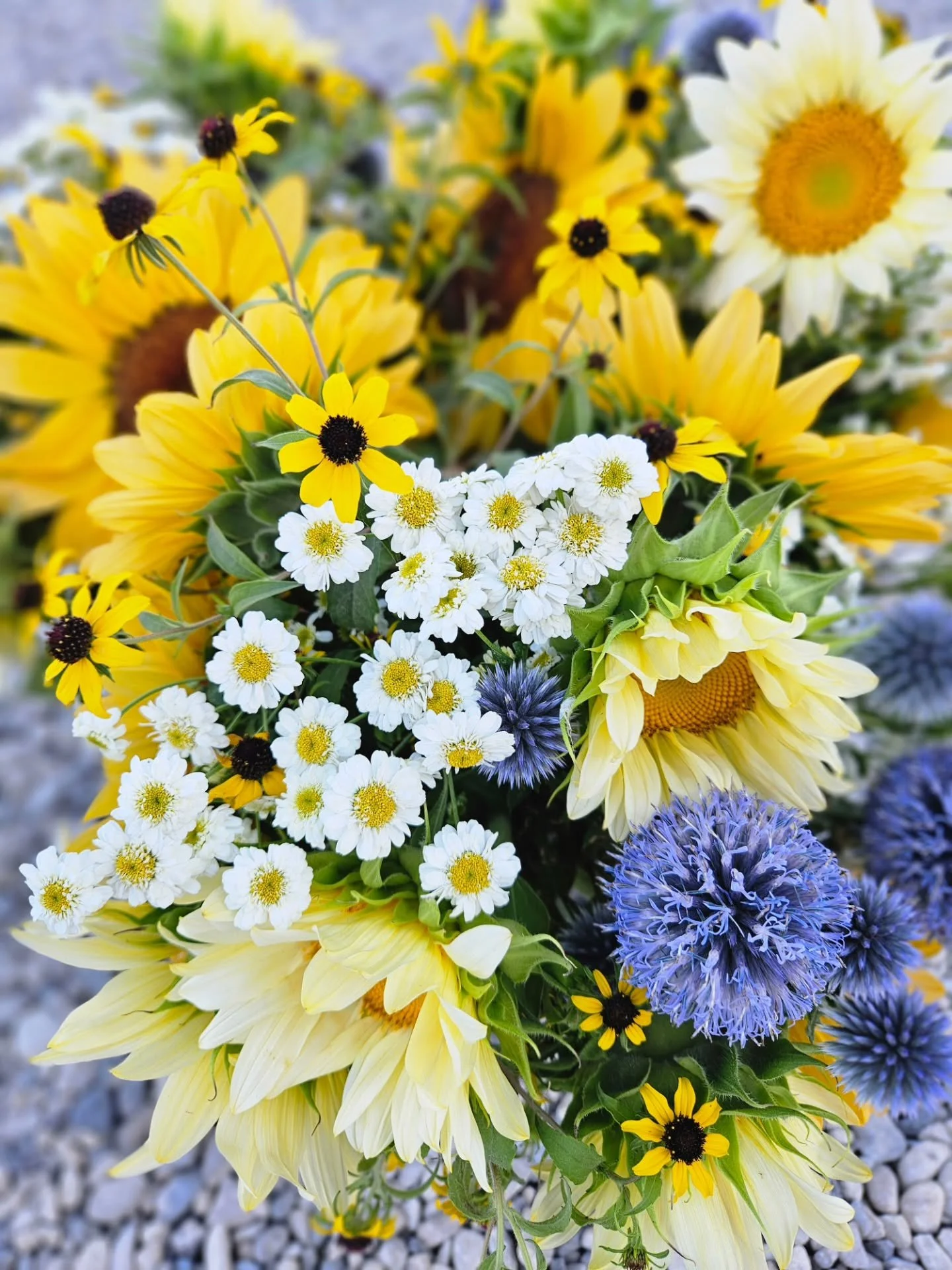 Well....
Just been pulling weeds and melting here these days.  Pouring water on the flowers but it's so dry I'm not sure how much good it's doing. 
But on a high note, this was last week's darling bouquet for my flower subscribers. 
I think I need to